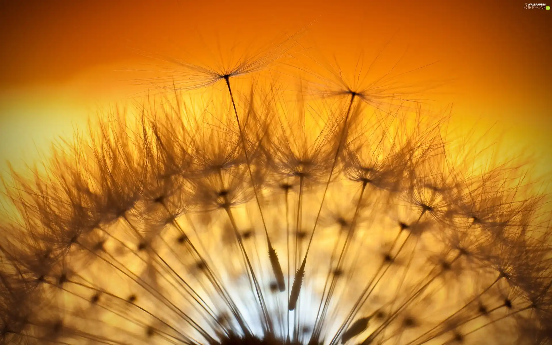 dandelion, west, sun