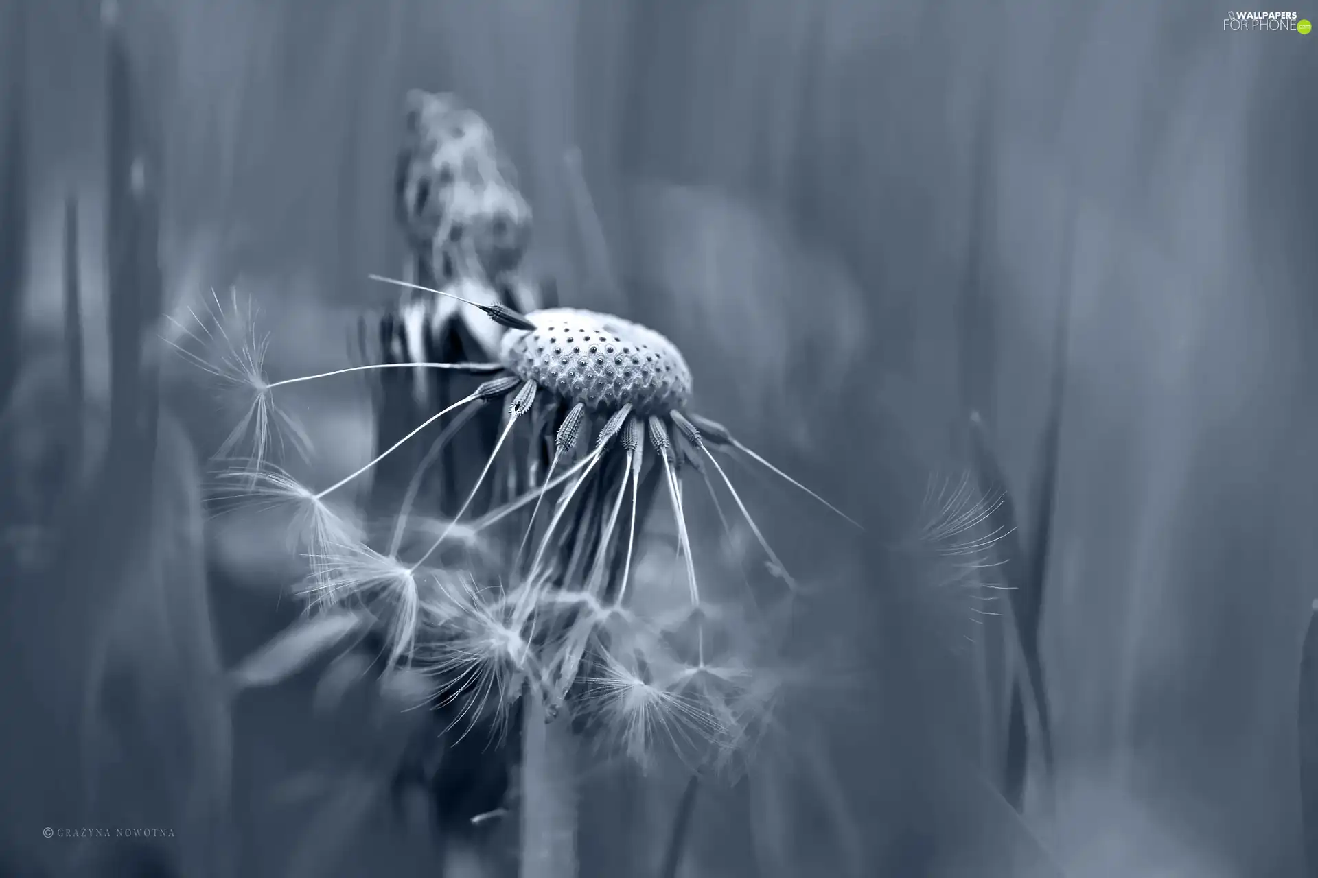 Close, Common Dandelion, dandelions