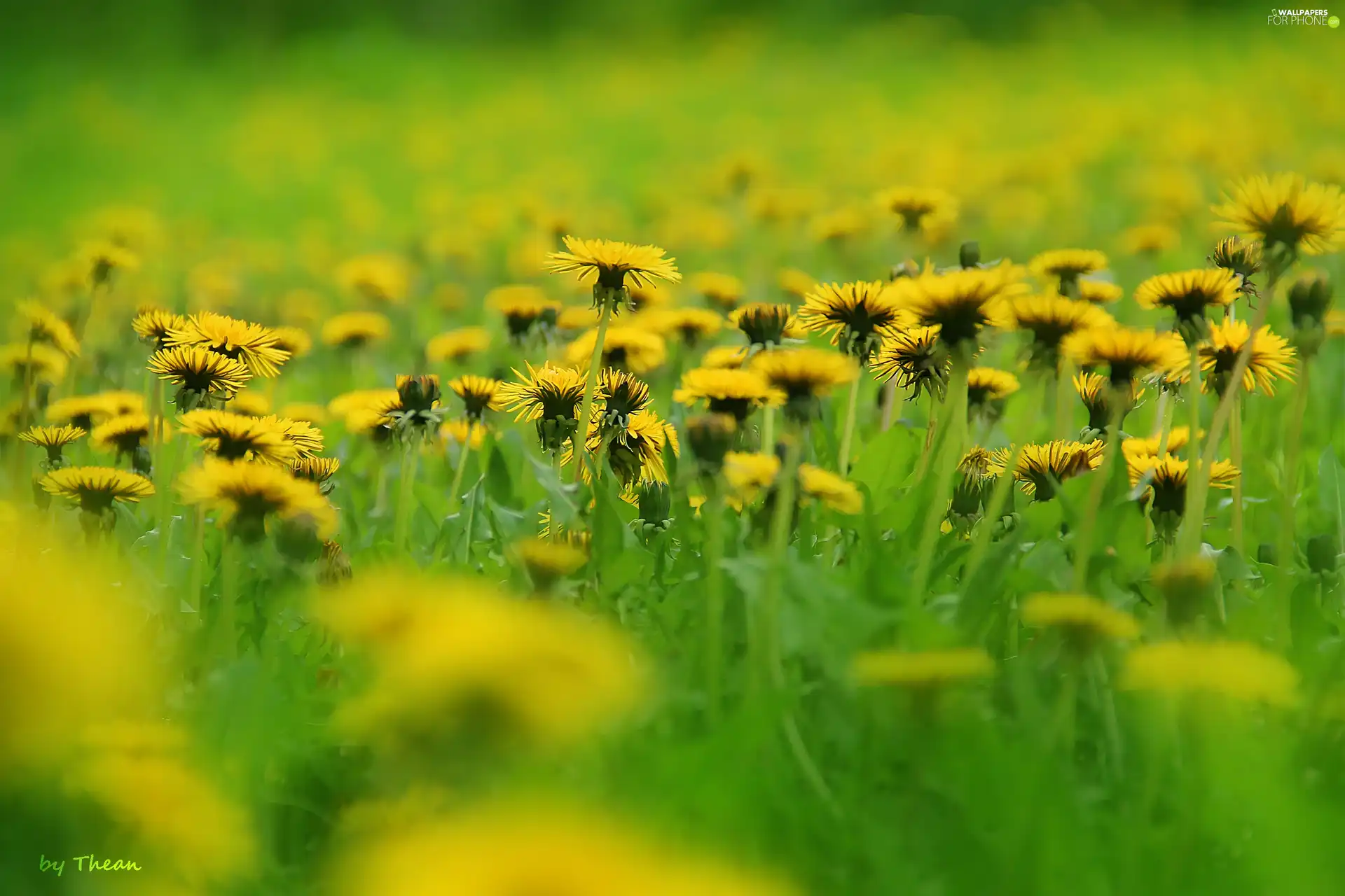 dandelions