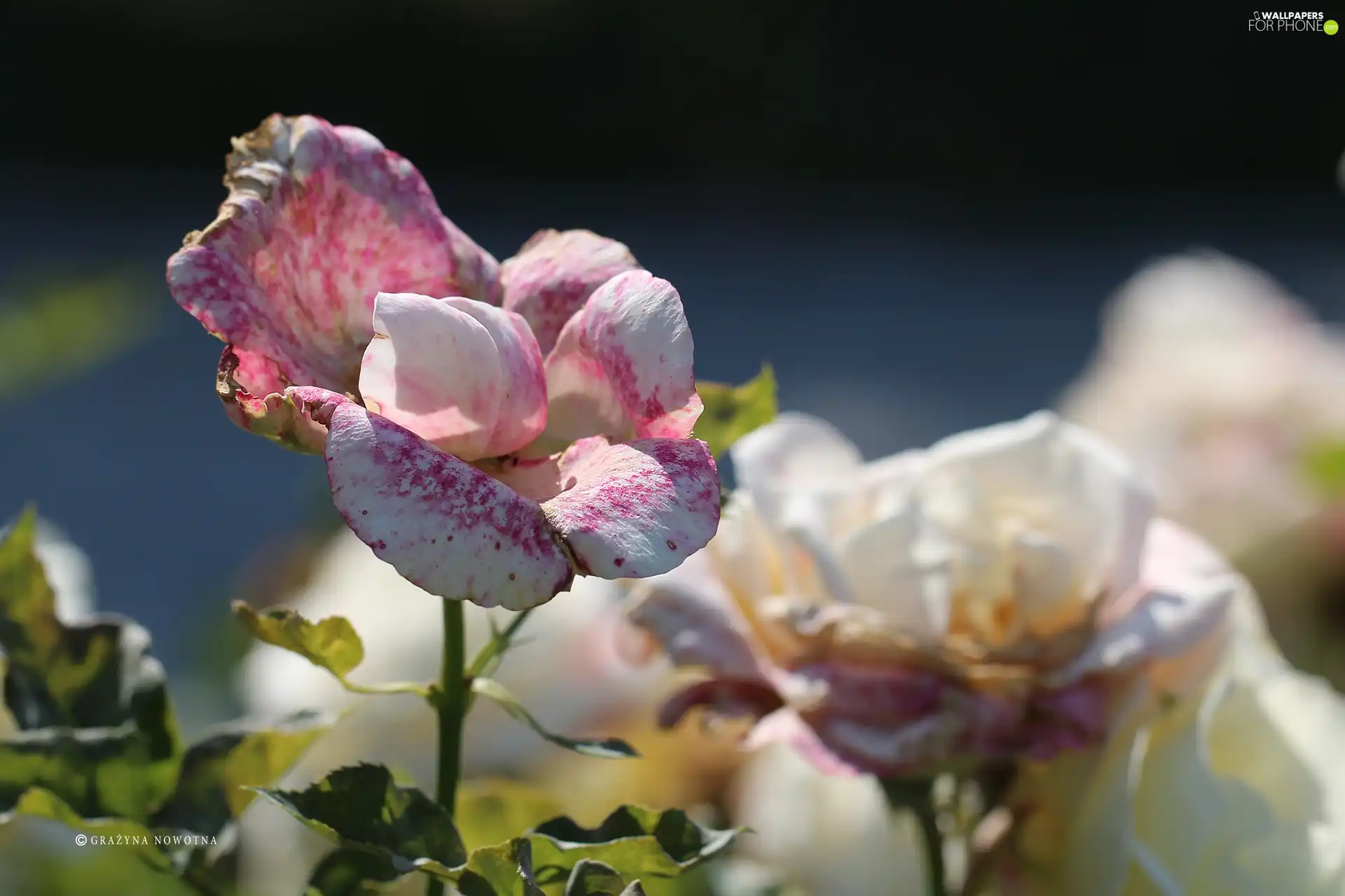 Colourfull Flowers, rose, dappled