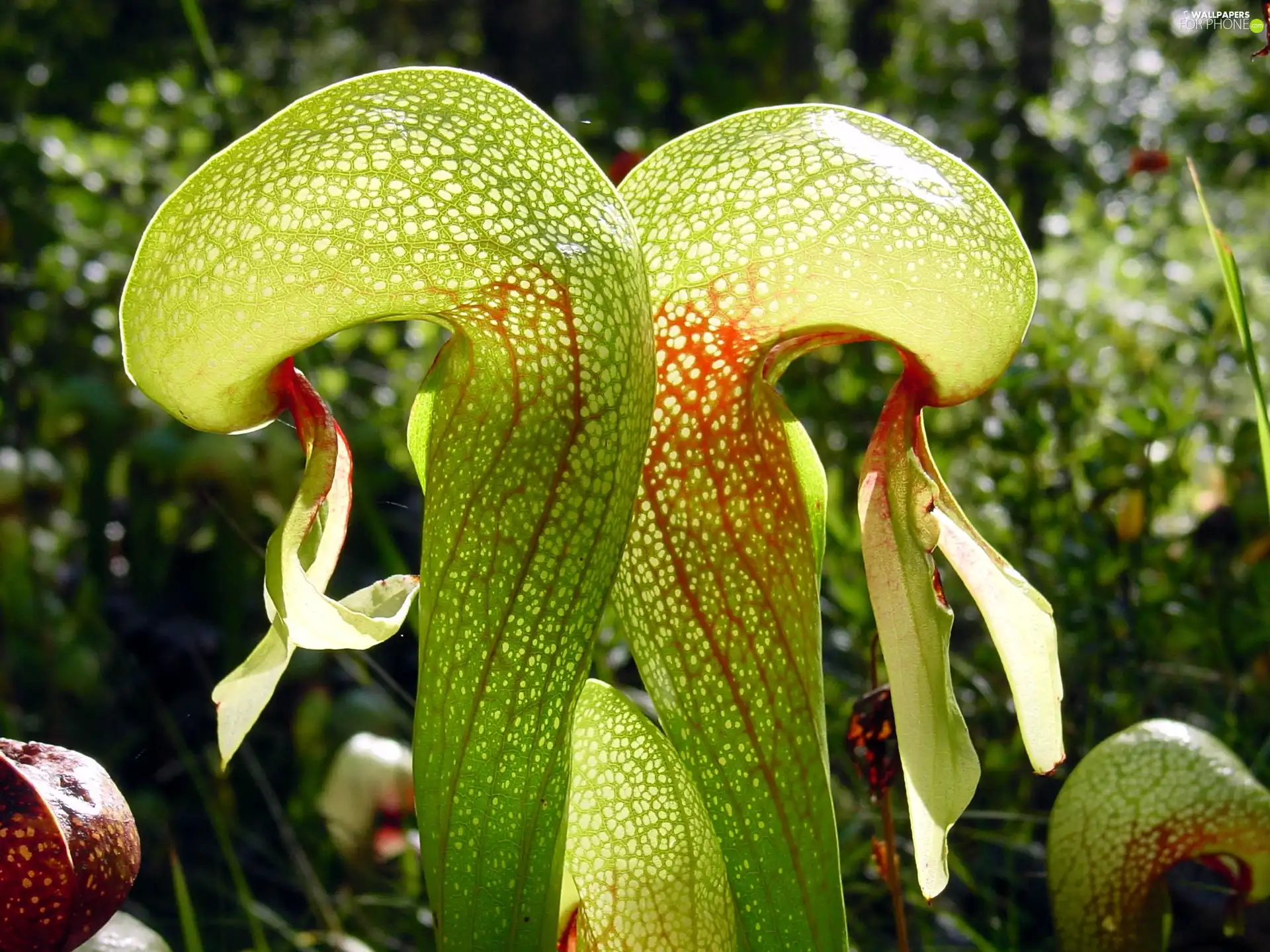 Darlingtonia