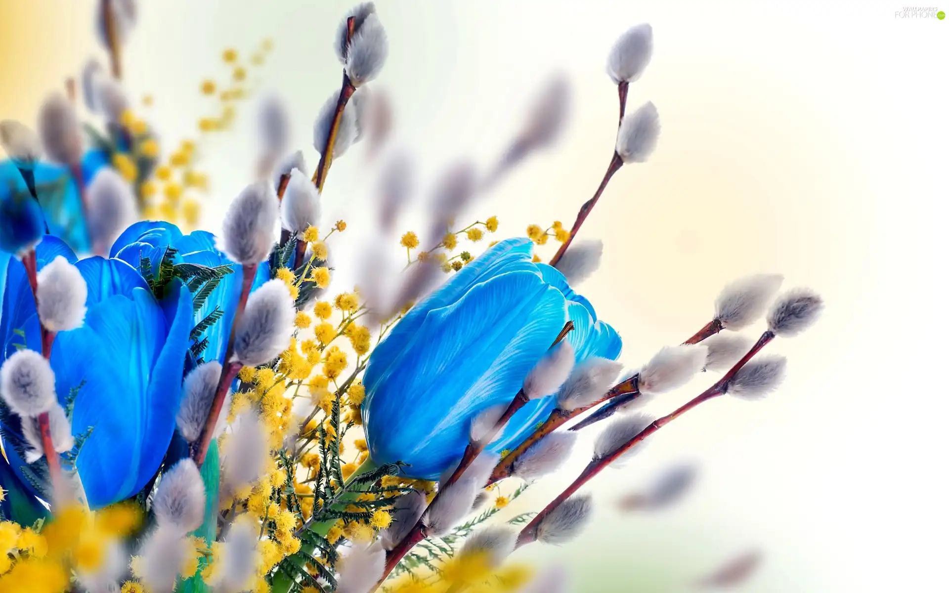 database, Easter Decoration, Tulips, Flowers, Blue