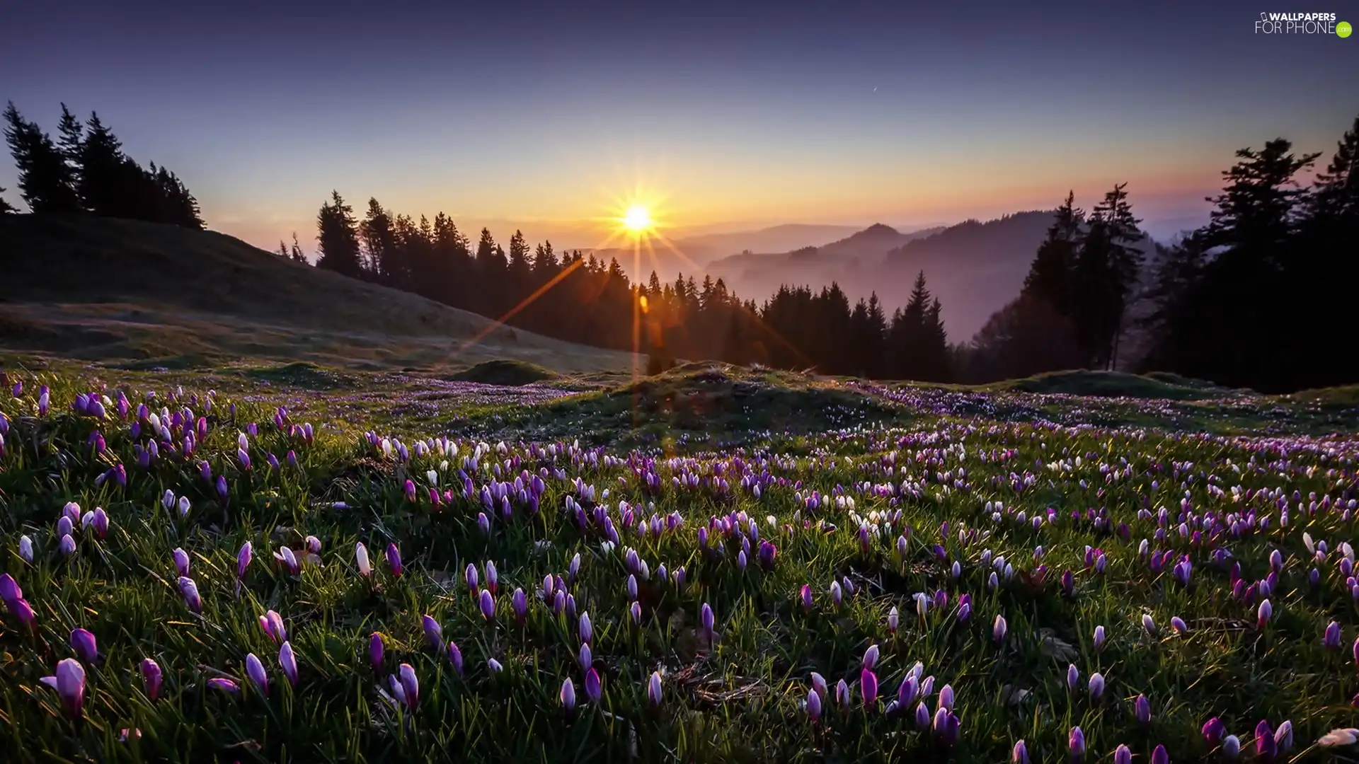 Meadow, Mountains, dawn, crocuses