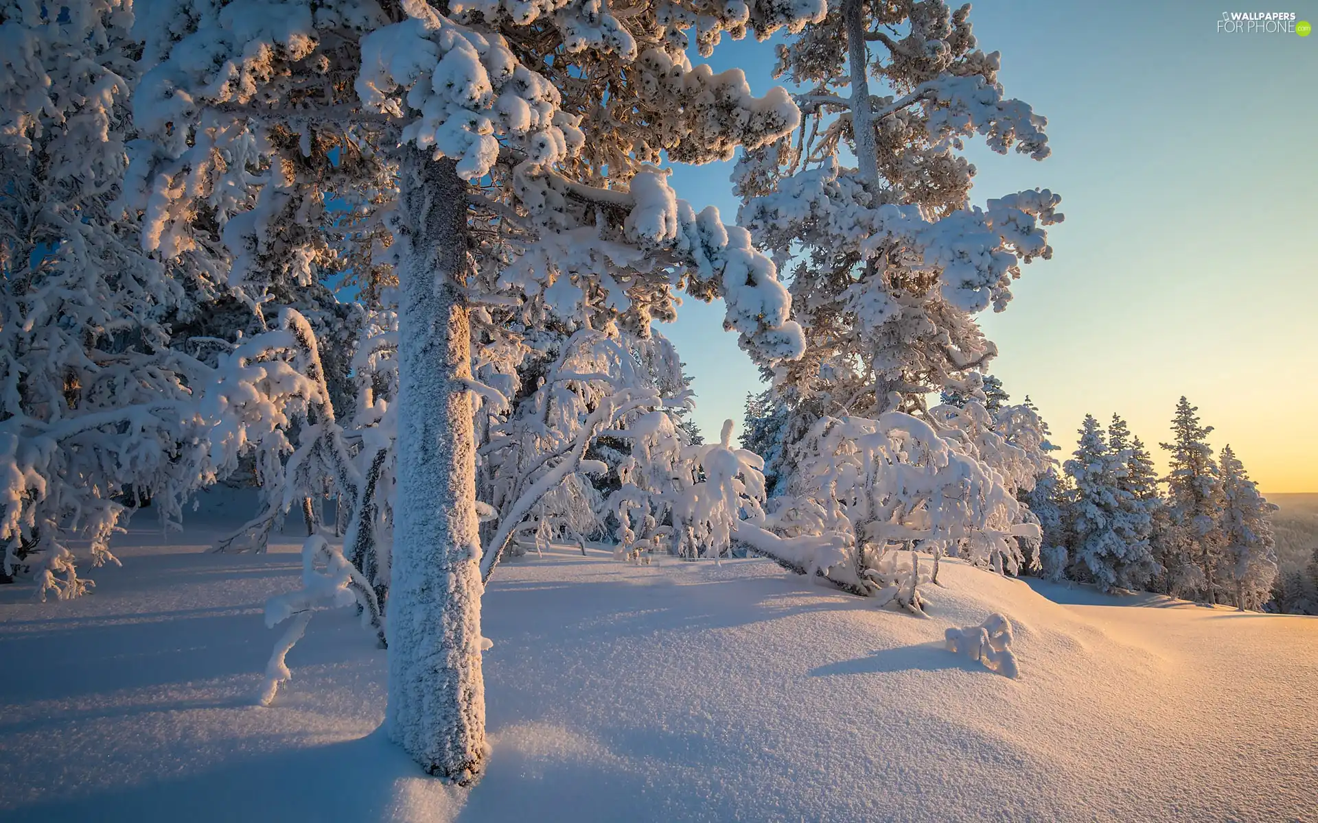 viewes, winter, sunny, day, drifts, trees