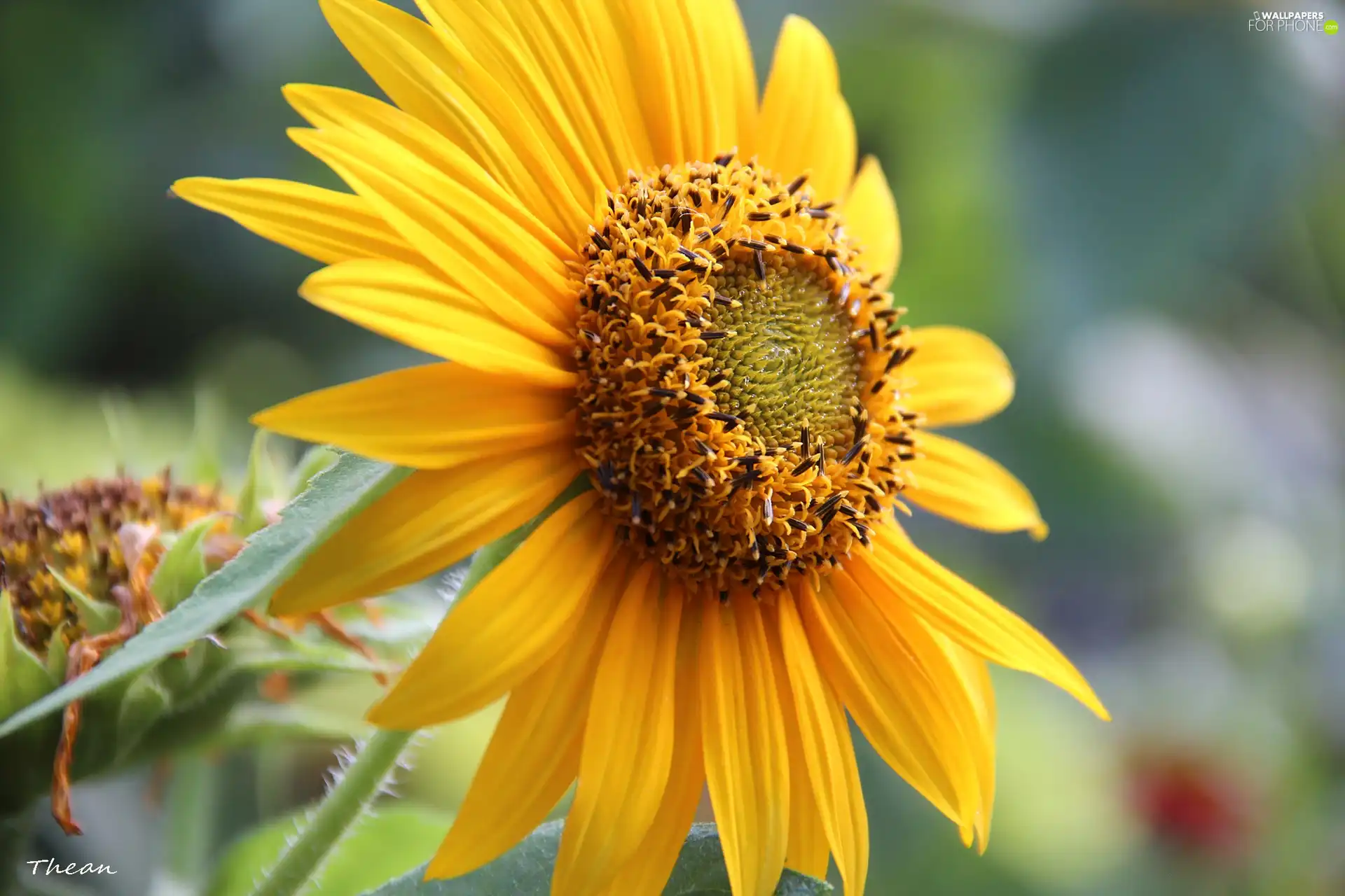 Sunflower, decorated