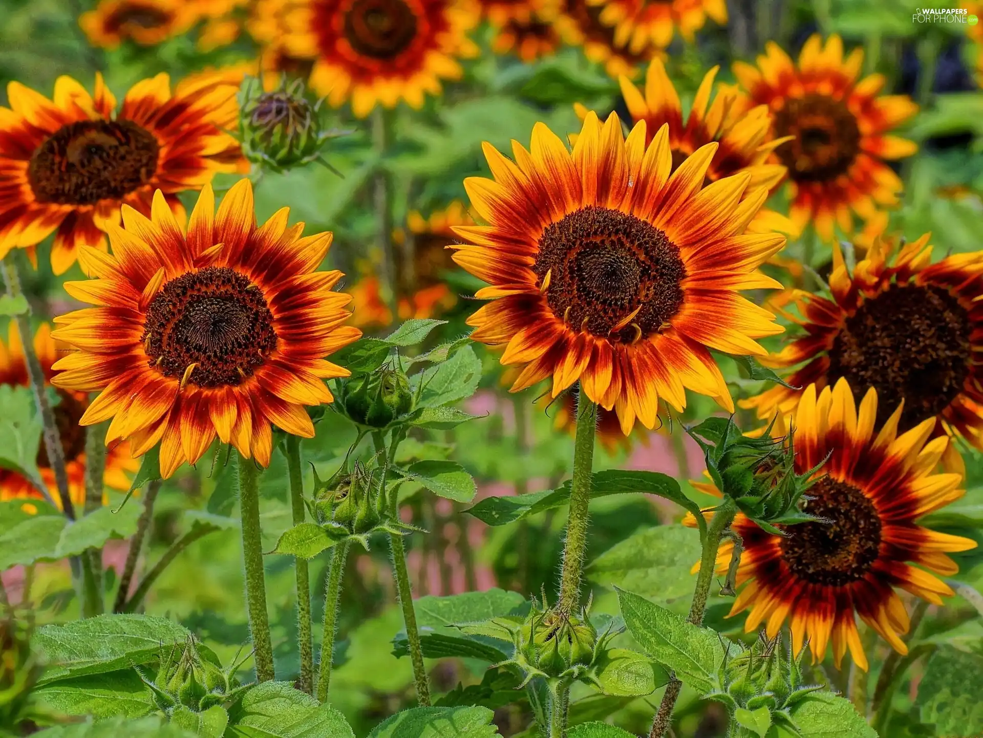 Sunflower, decorated