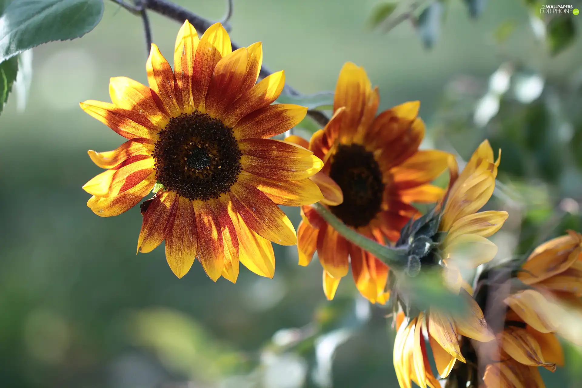 decorative Sunflowers, Flowers