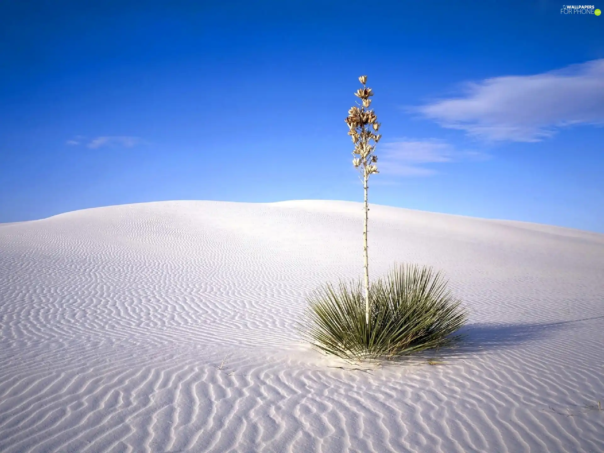 Desert, clump, grass