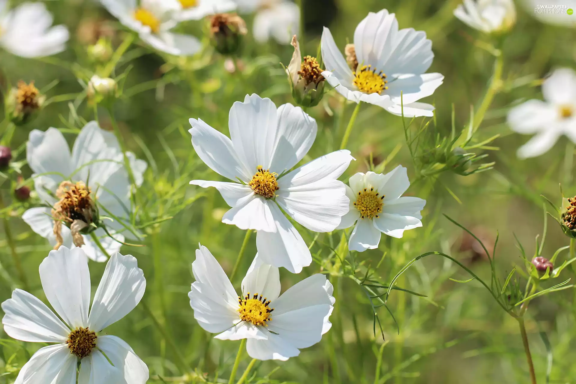 Cosmos, White, Flowers, developed