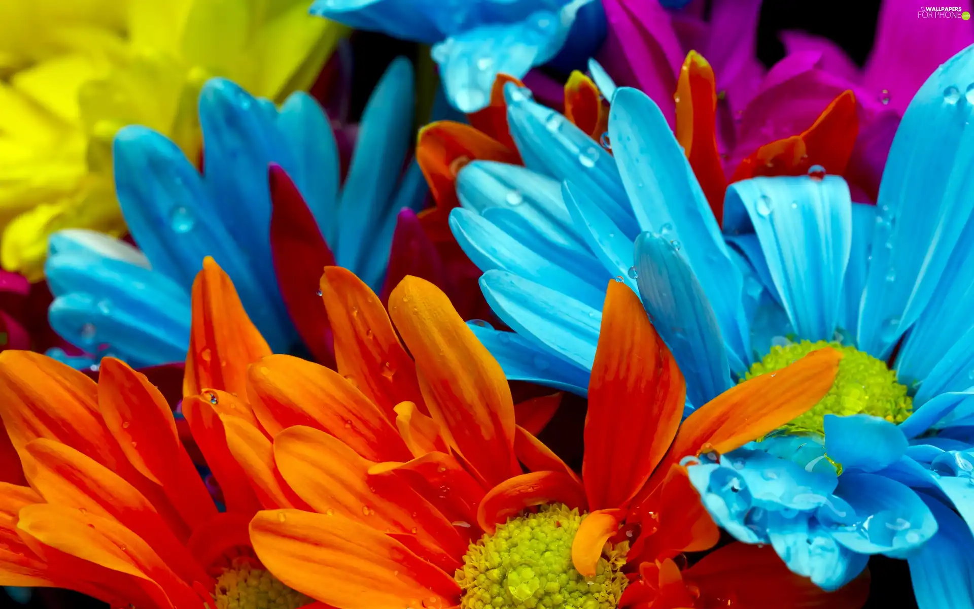 color, pyrethrum, dew, Flowers