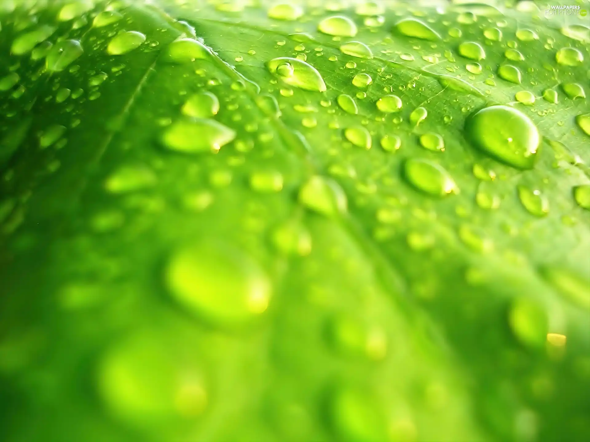 dew, leaf, drops