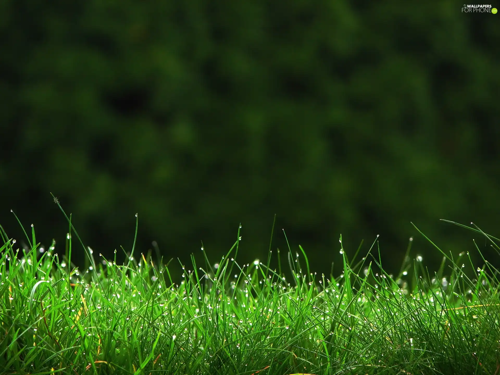 grass, dew