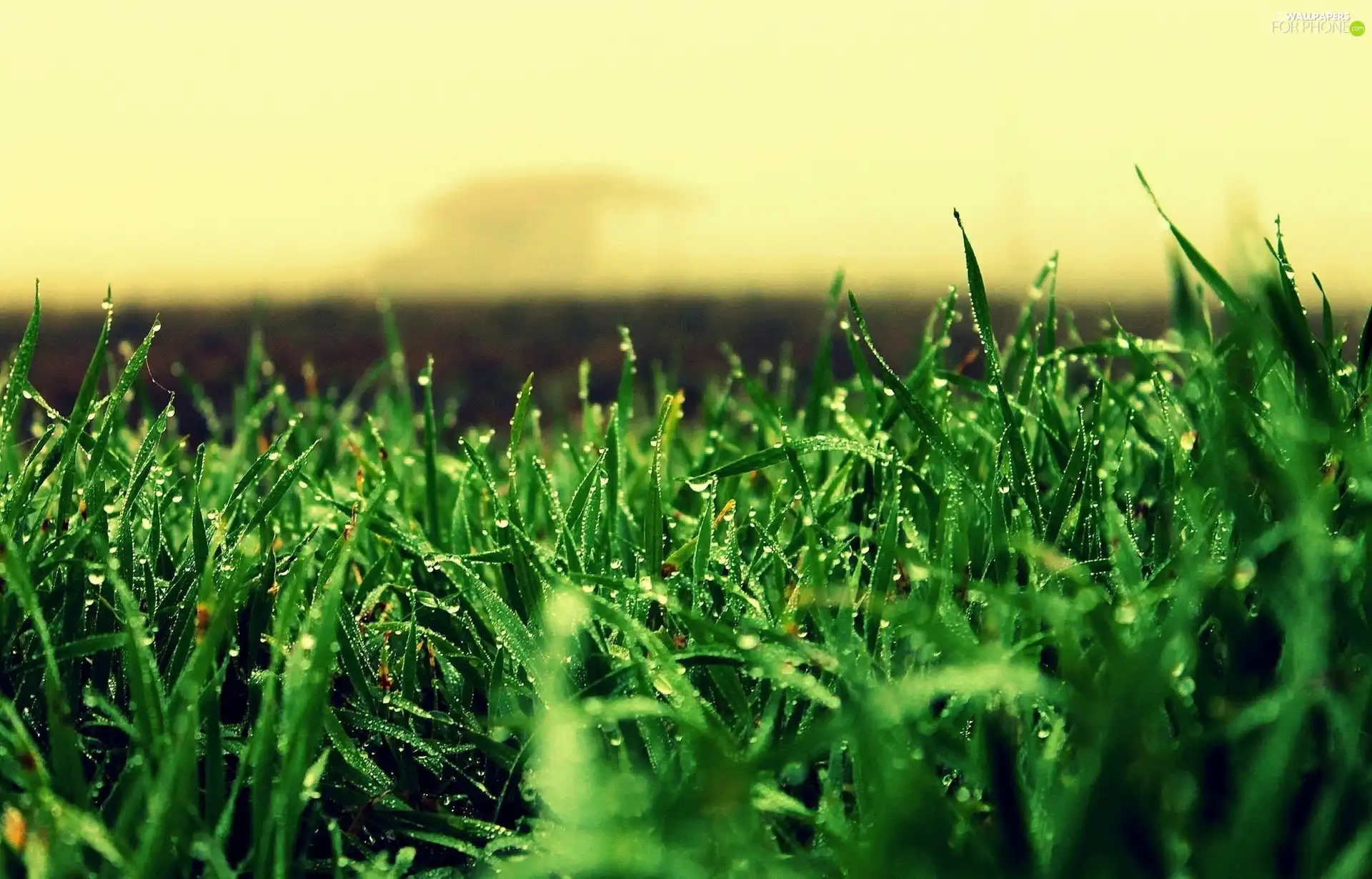 grass, dew