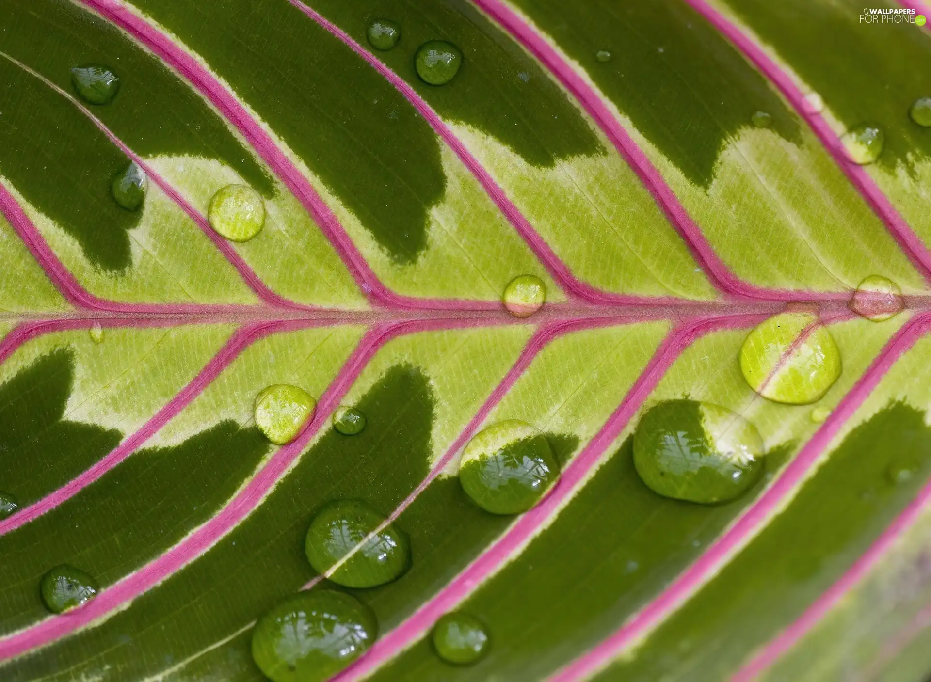 dew, structure, leaf