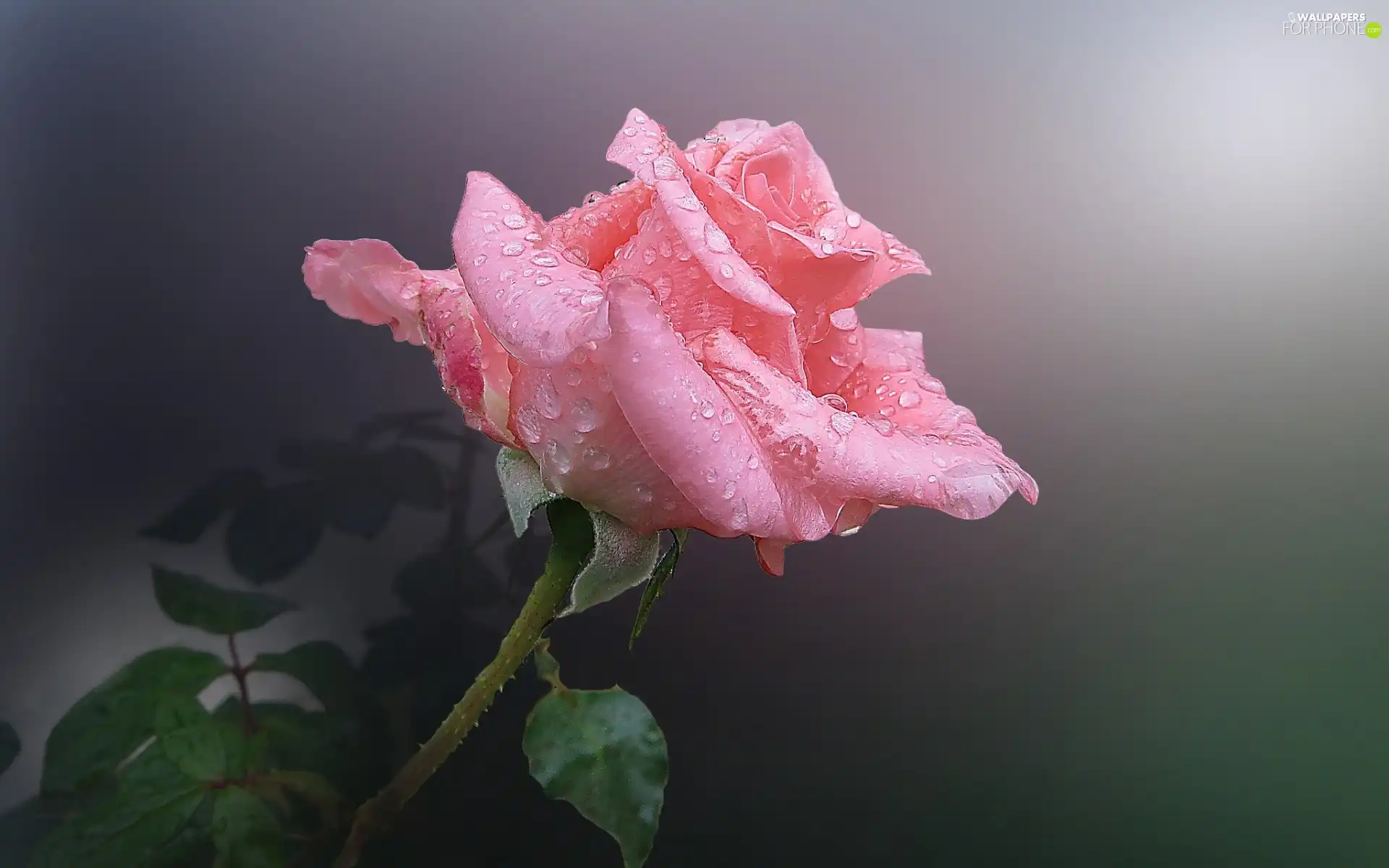 dew, Pink, rose