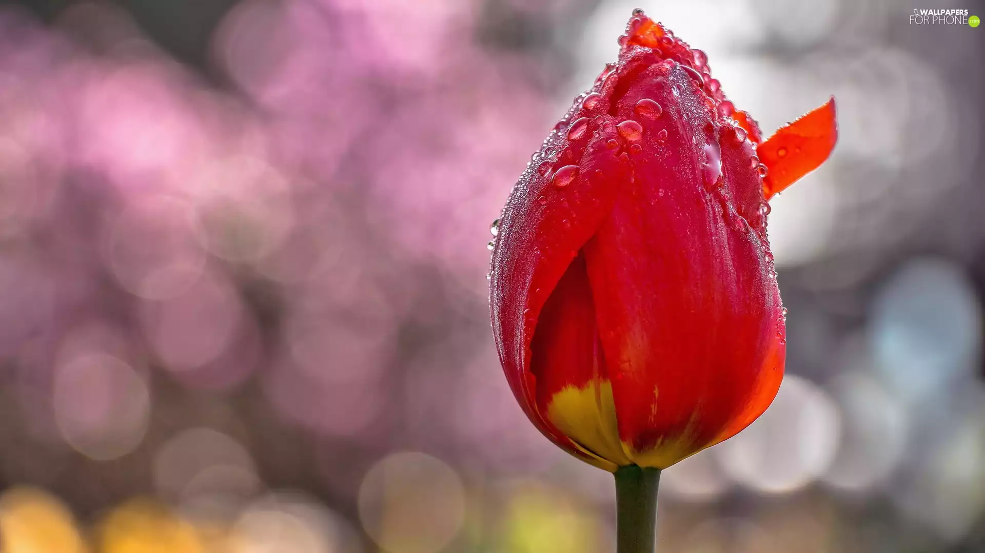 tulip, fuzzy, background, dew