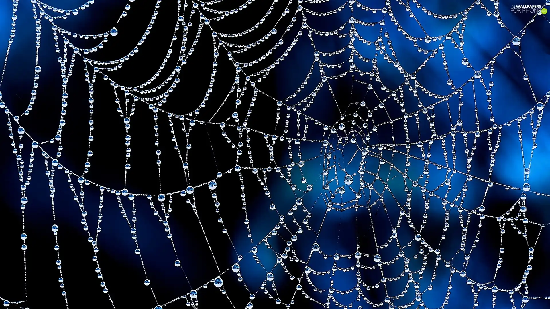 Web, water, dew, drops