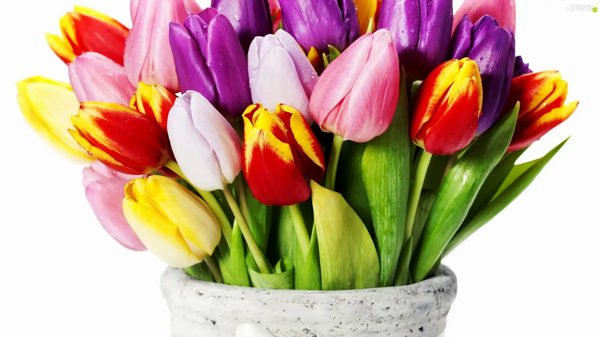 Tulips, Vase, Different colored