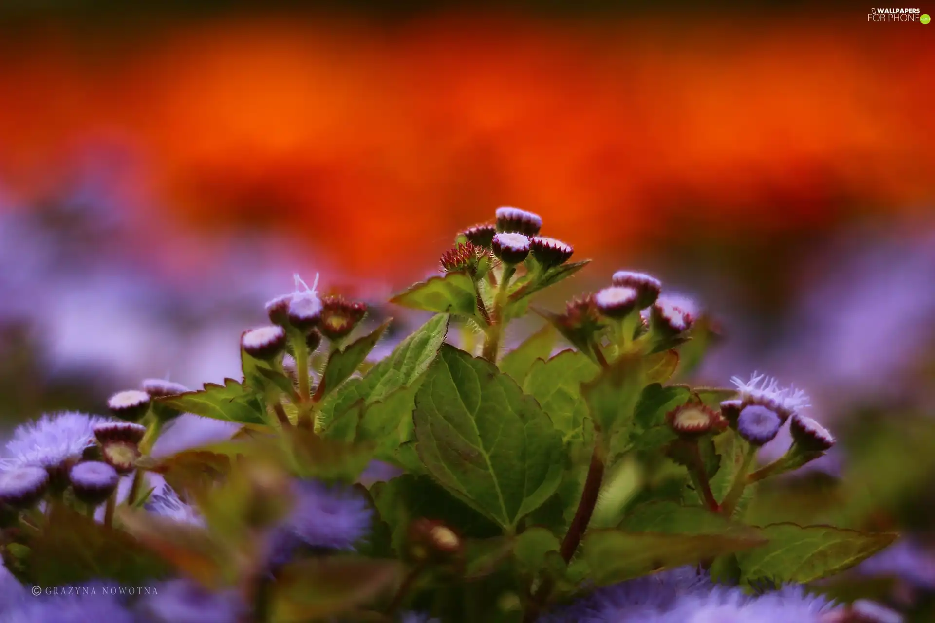 discount, purple, Flowers