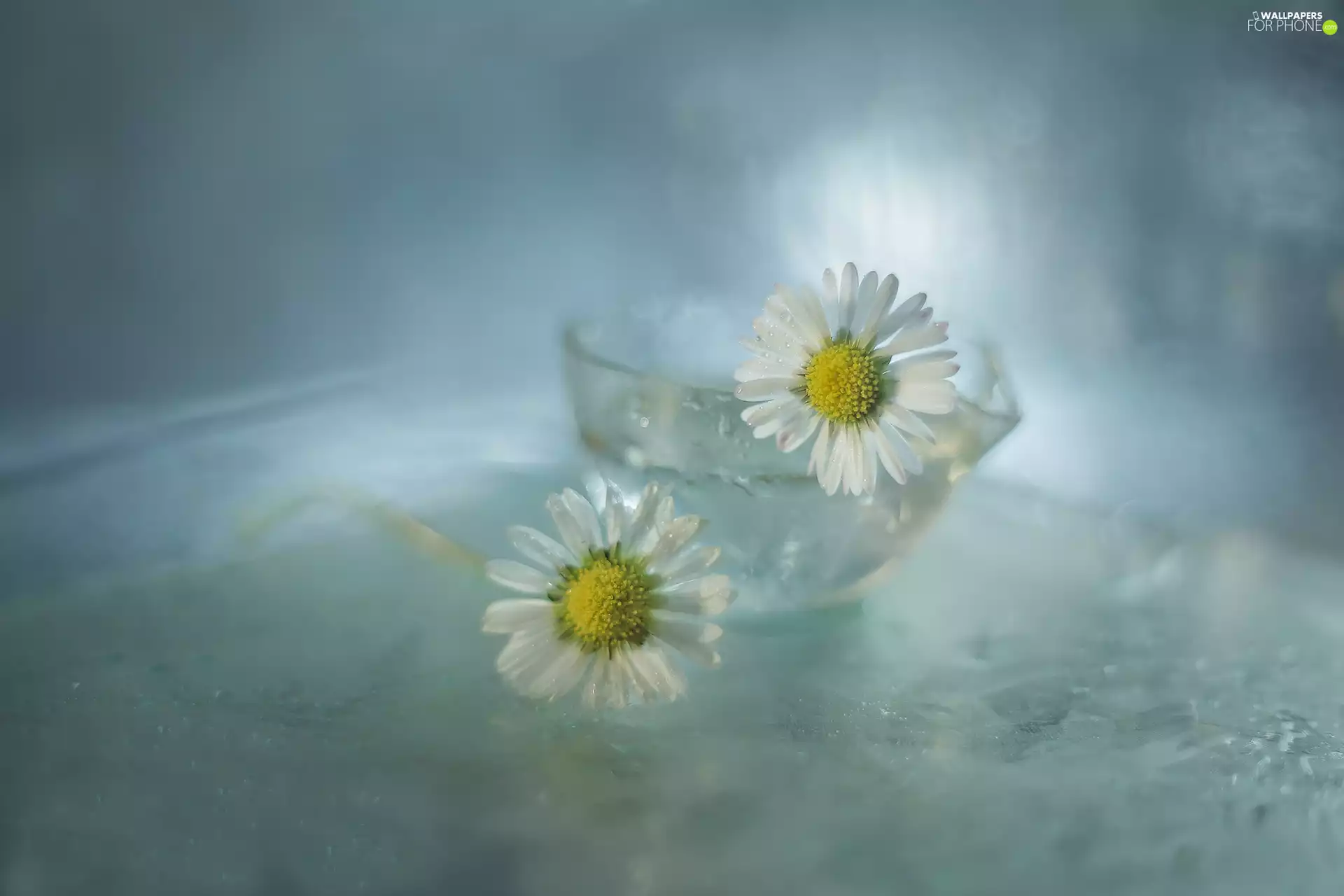 glass, dish, White, Flowers, daisies
