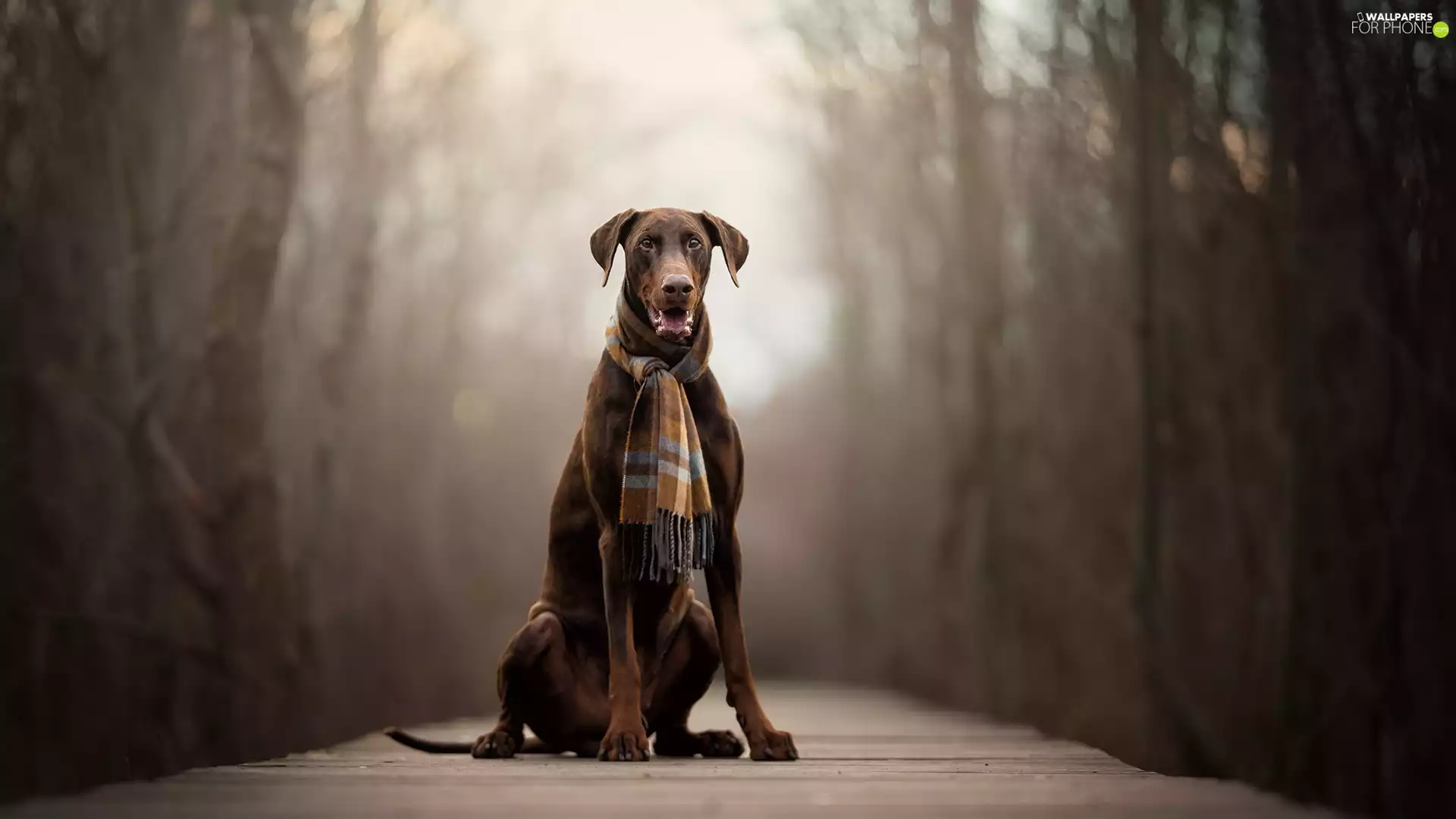 dog, Scarf, footbridge, Doberman