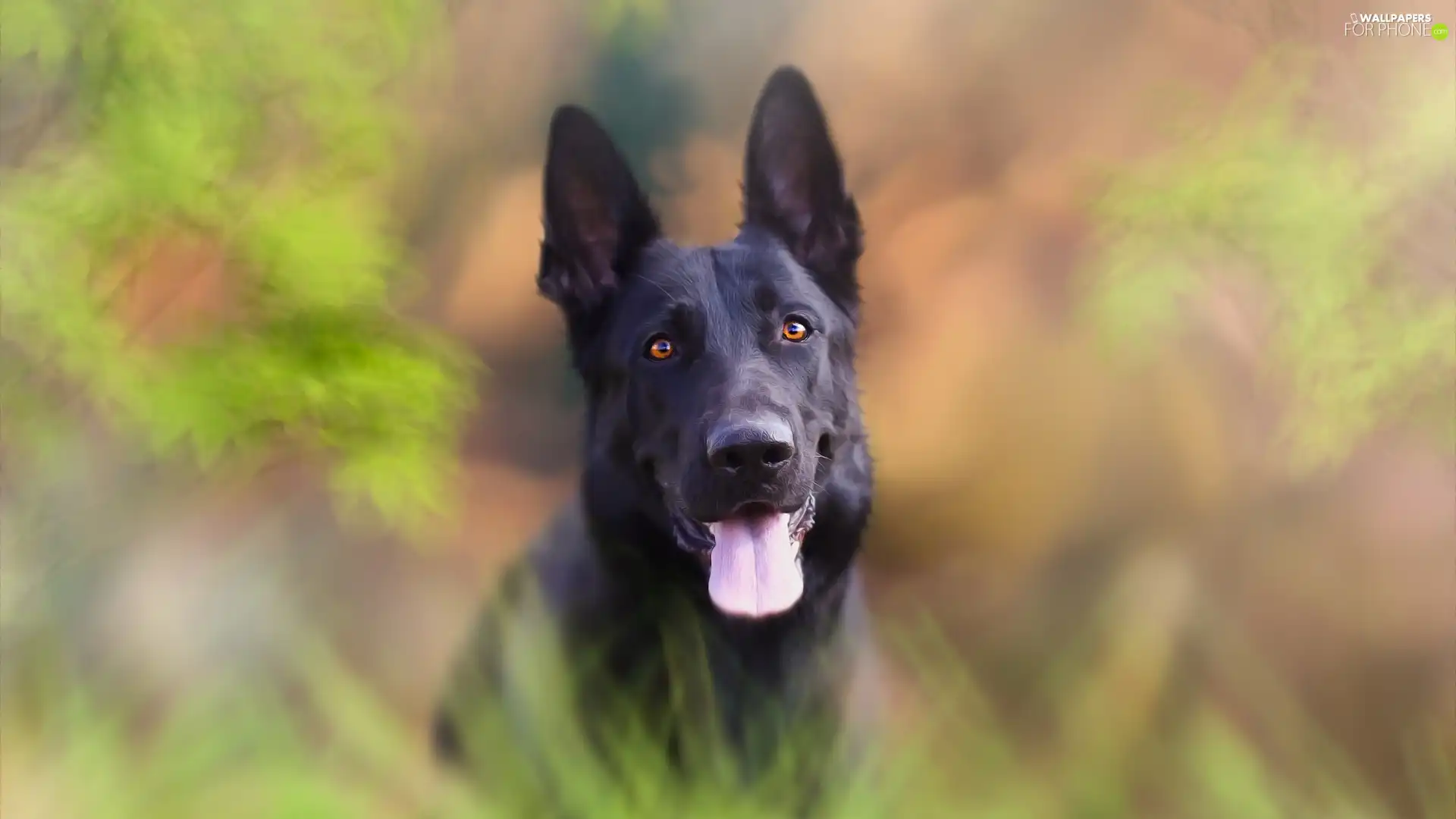 background, graphics, Black German Shepherd Dog, fuzzy, dog