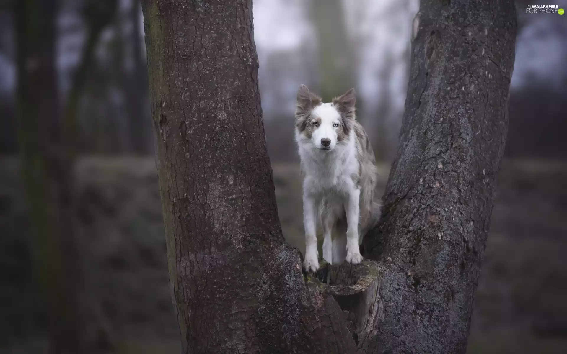 Border Collie, trees, dog