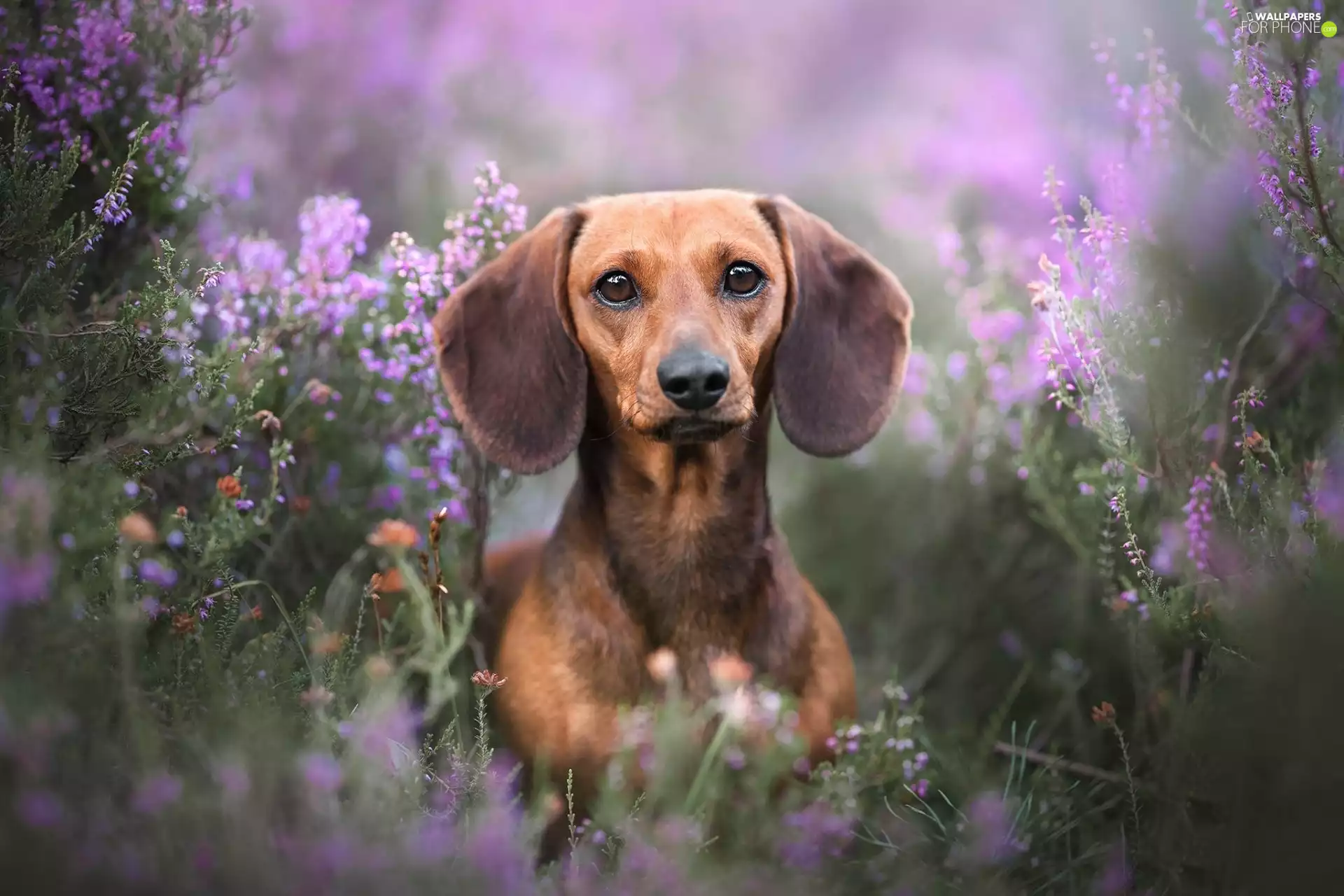 Brown, dachshund, heathers, dog