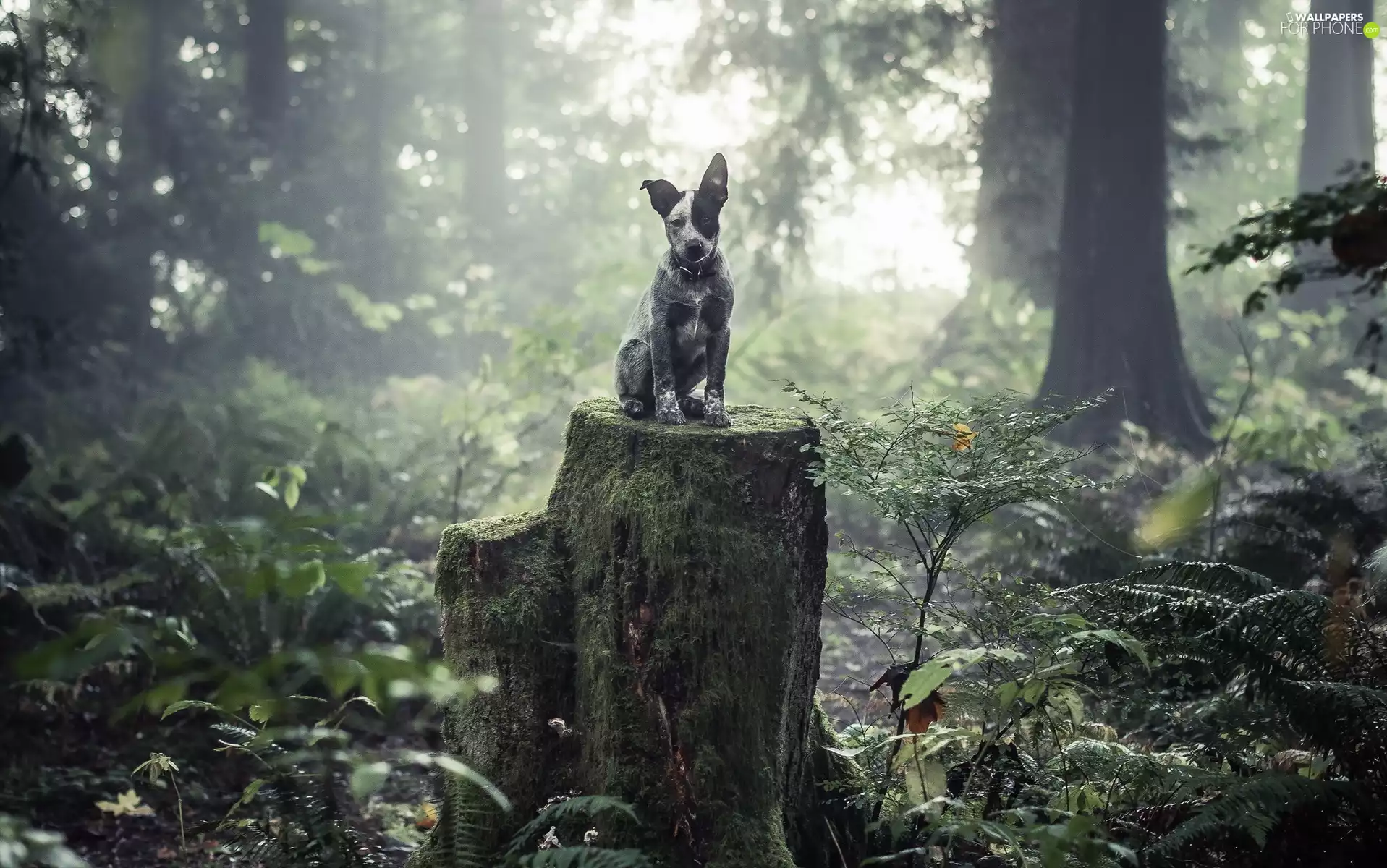viewes, Australian cattle dog, trunk, trees, forest