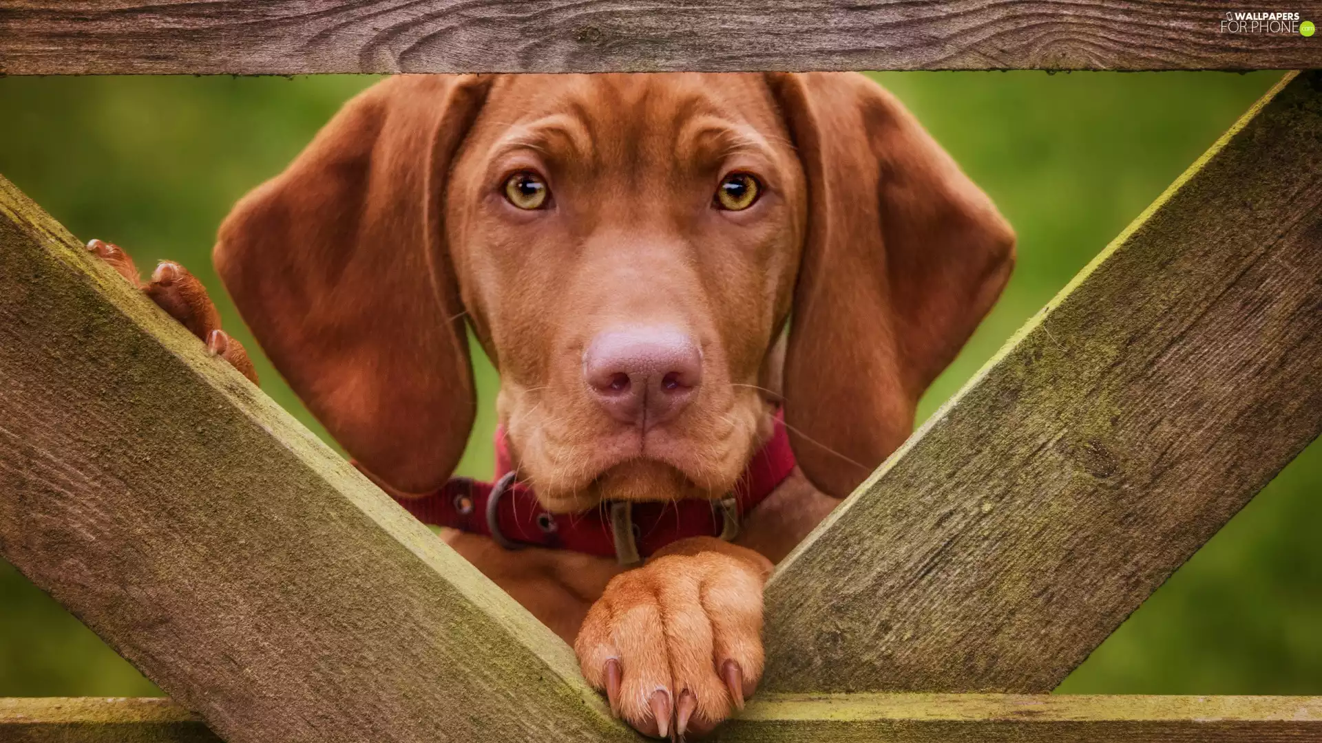 muzzle, dog-collar, Hungarian Shorthaired Pointer, Fance, dog