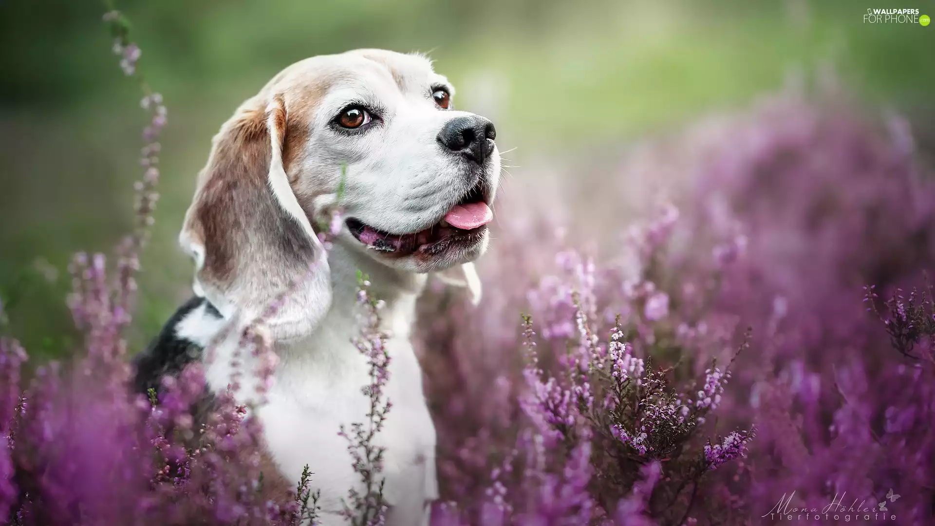 heathers, Beagle, Smile, dog
