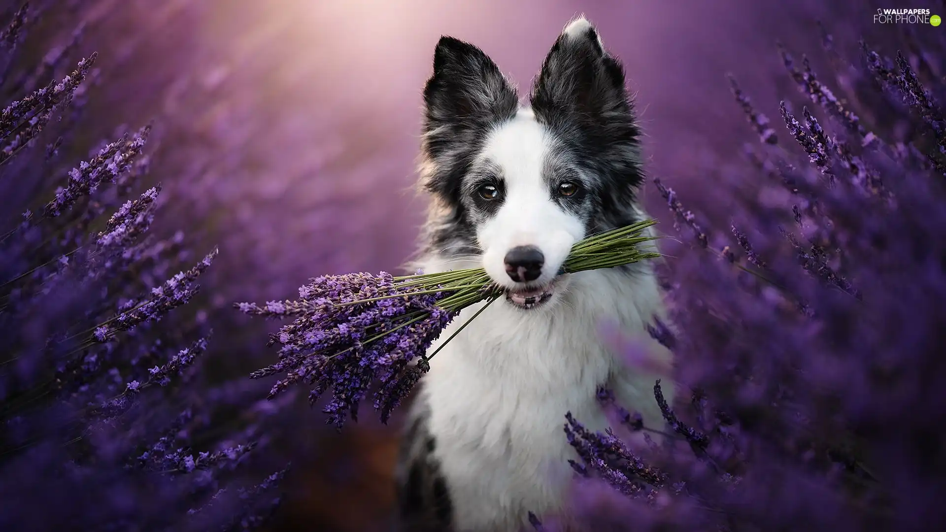 lavender, Border Collie, dog