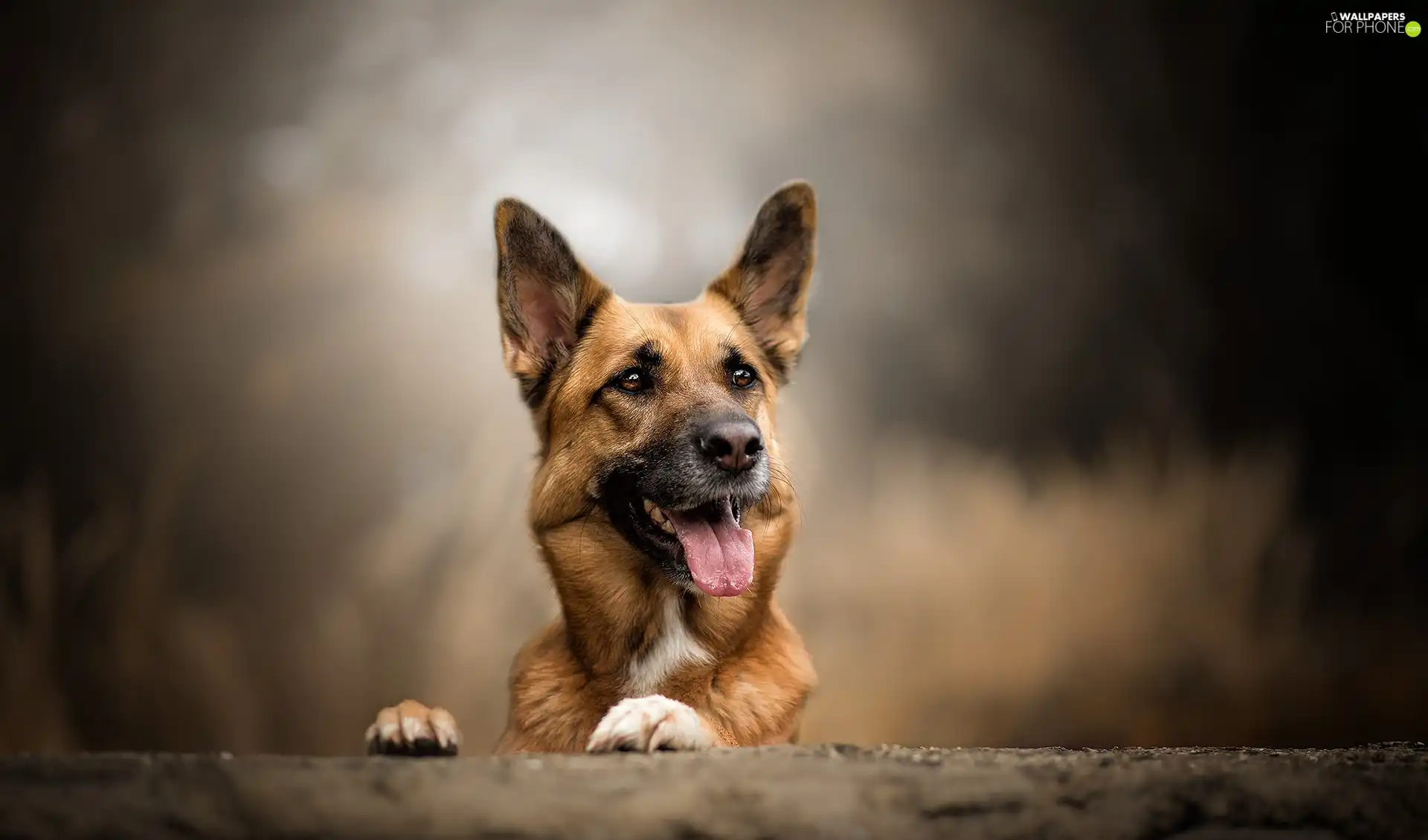 dog, ledge