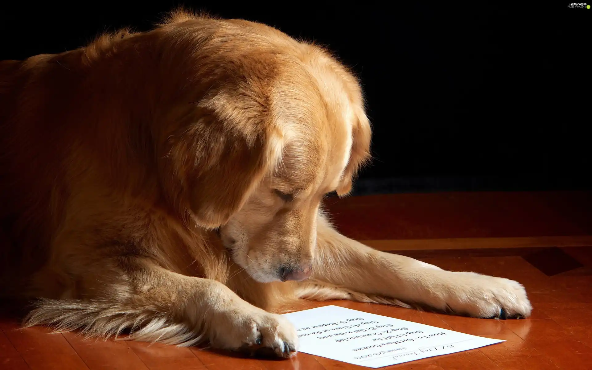 reading, dog