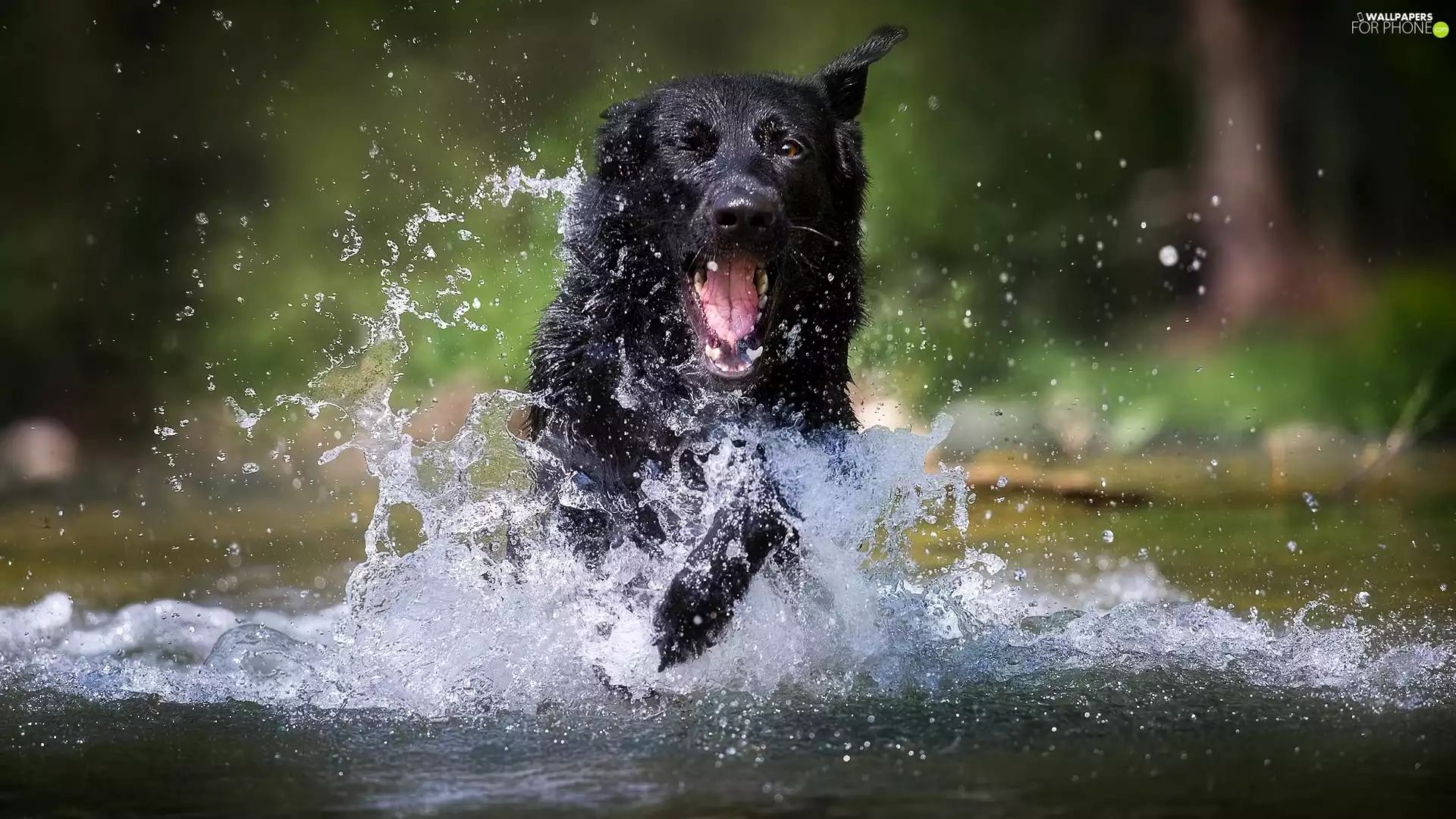 Black German Shepherd Dog, Splashing, water, dog
