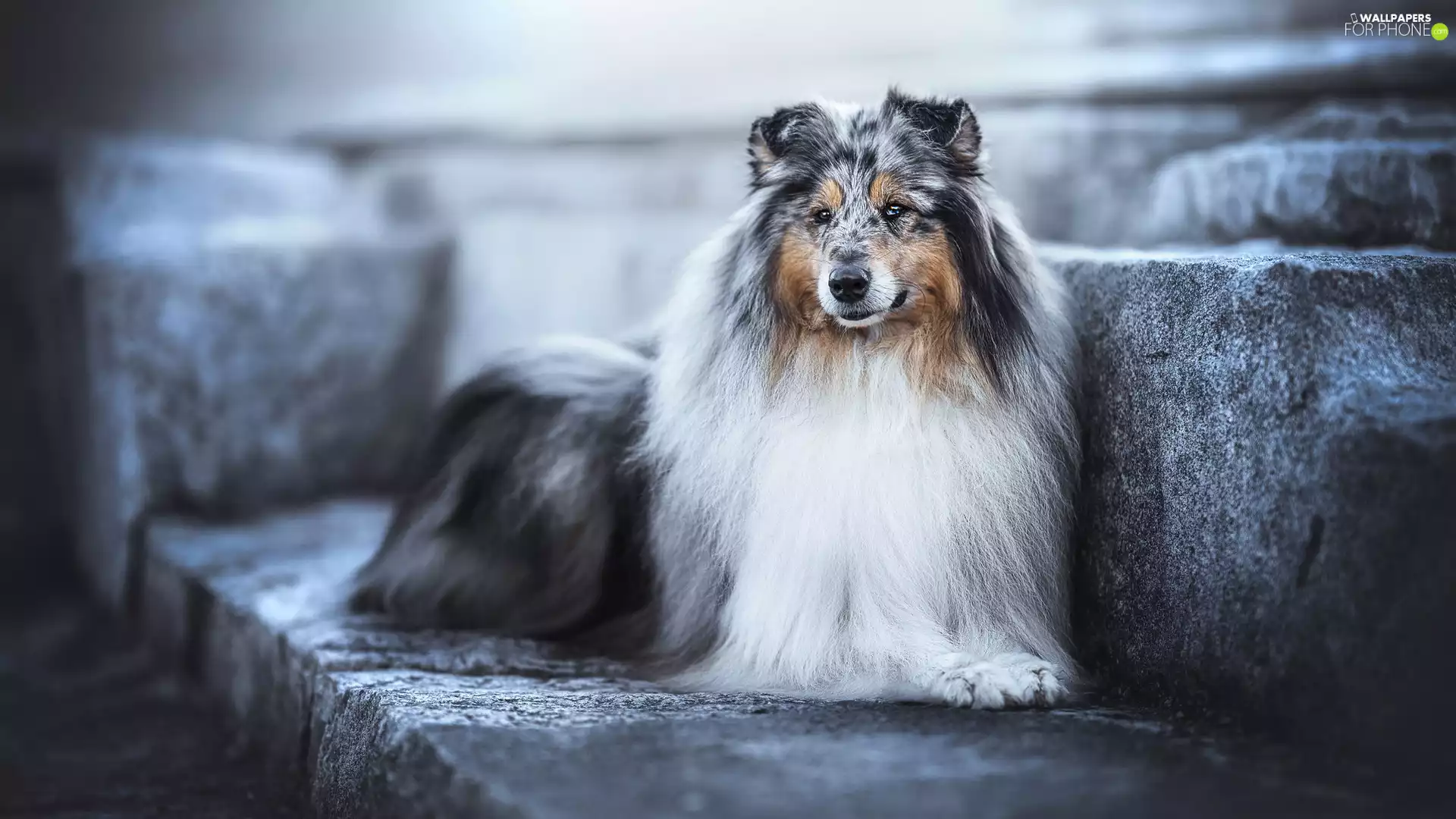Stone, dog, shetland Sheepdog, Stairs