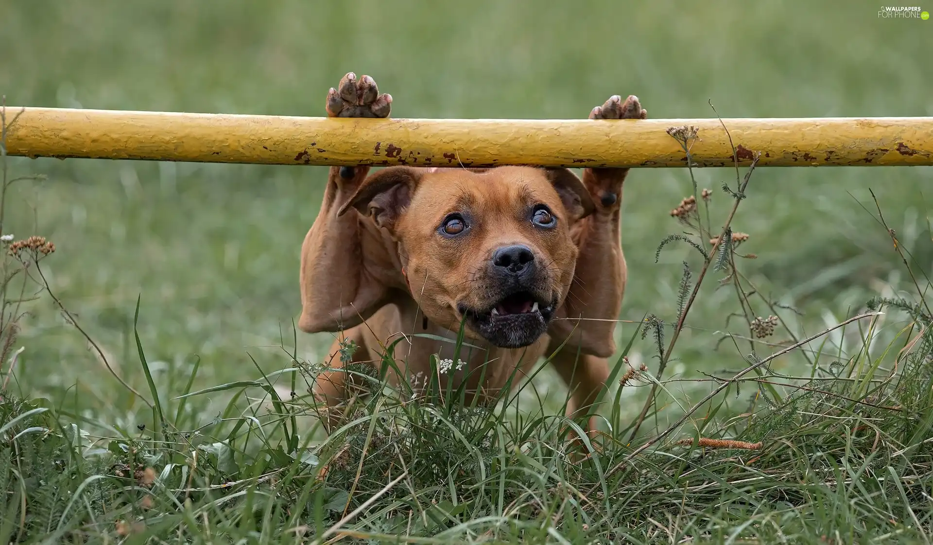 grass, dog, Staffordshire Bull Terrier