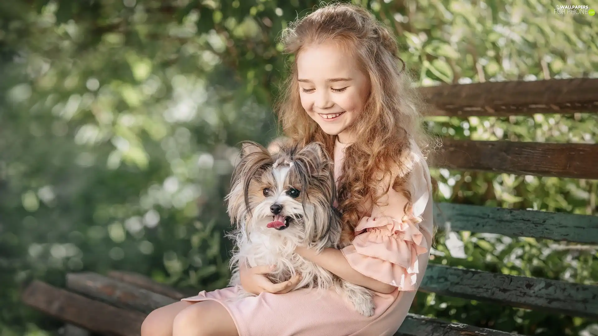 Yorkshire Terrier, girl, dog