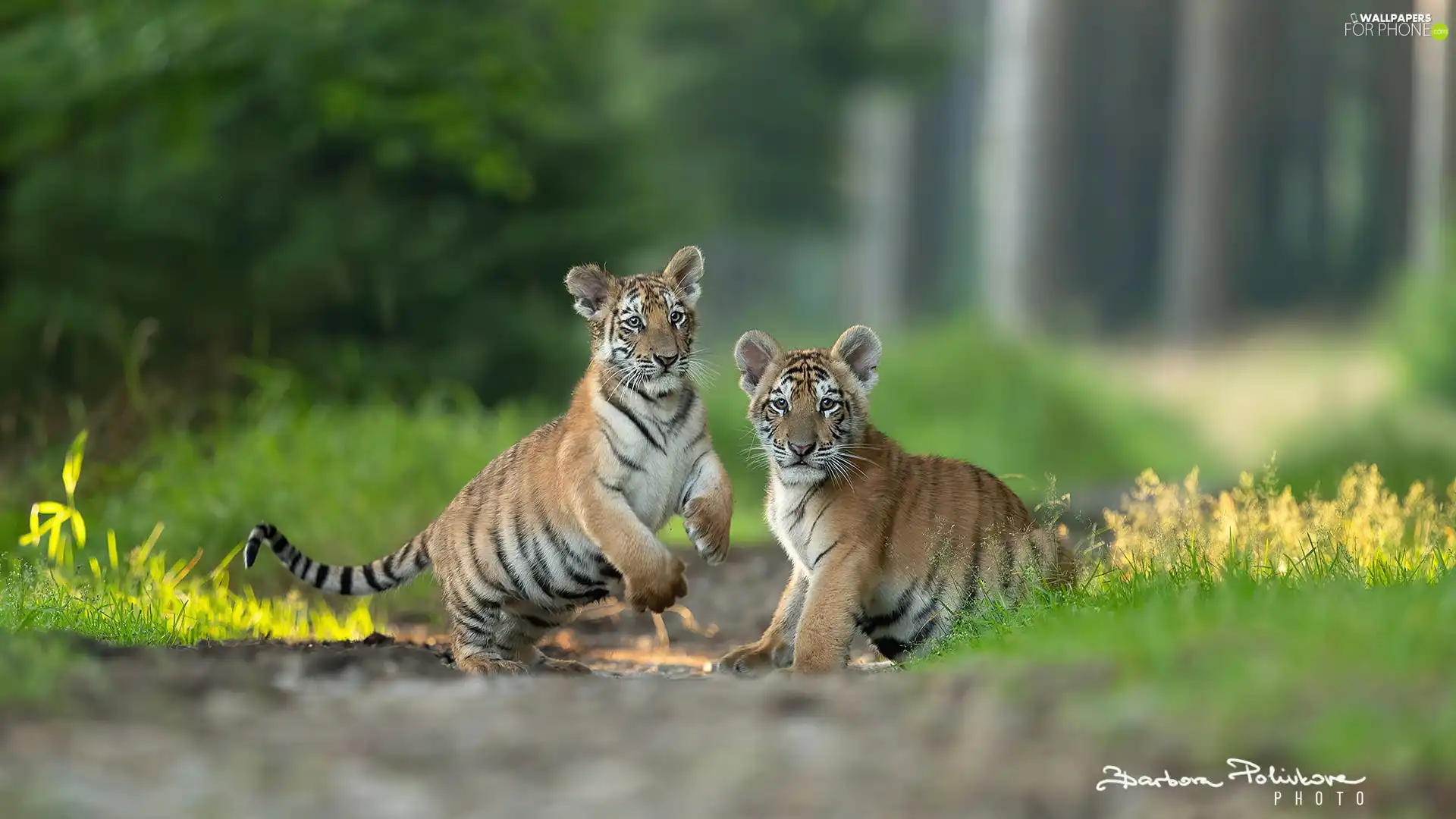 tigress, Two cars, grass, Path, Tigers, little doggies