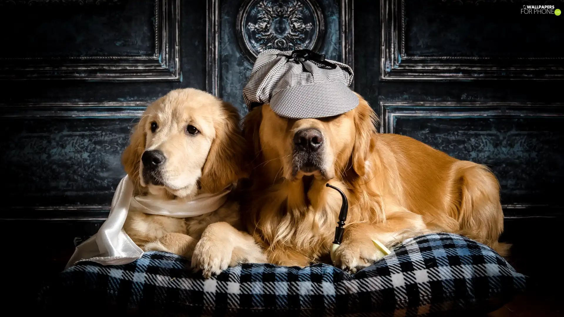Golden Retriever, Two cars, shawl, Pillow, Hat, Dogs