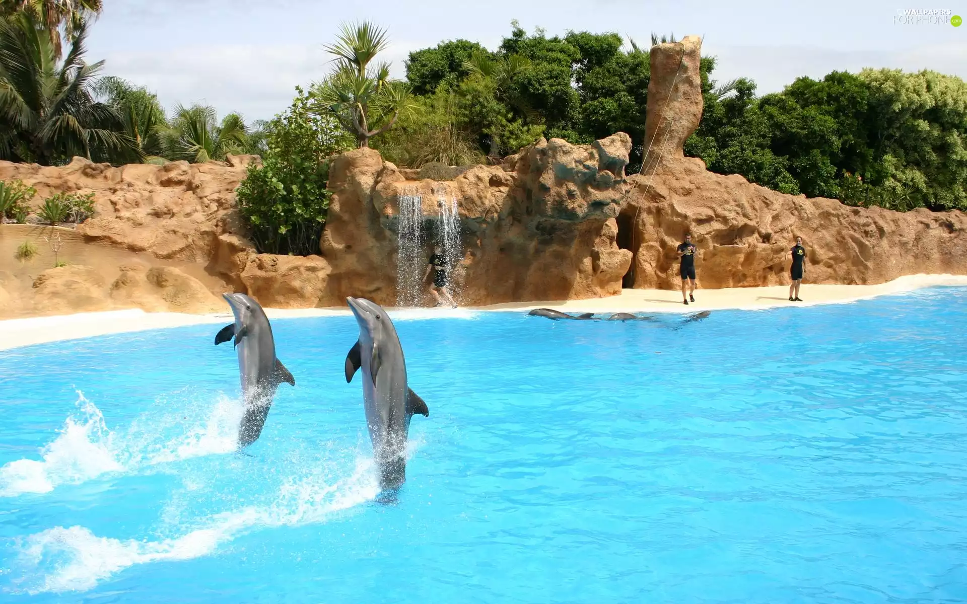 dolphins, show, Puerto de la Cruz, Loro Park, Tenerife
