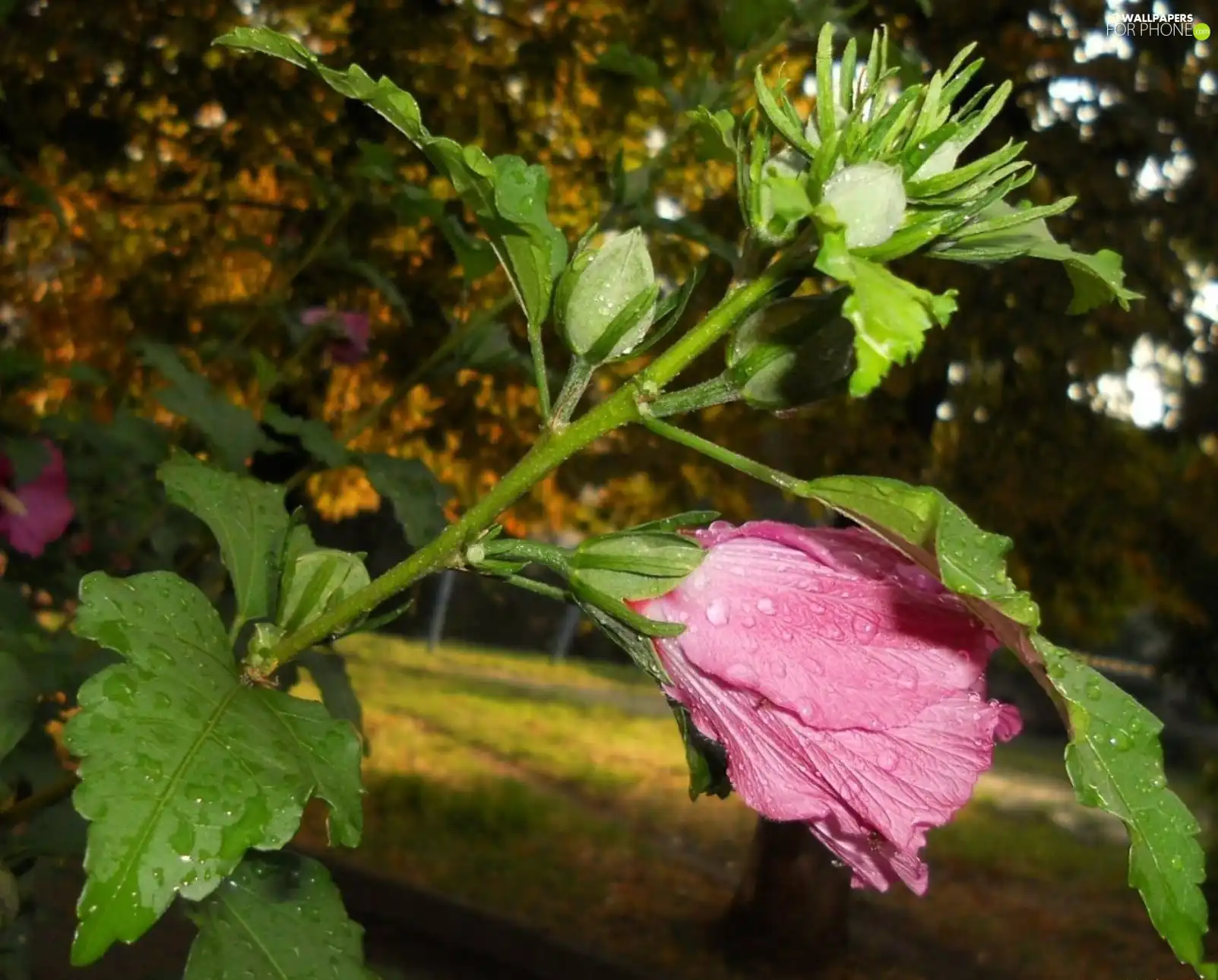 Pink, Hollyhocks, donuts, Colourfull Flowers