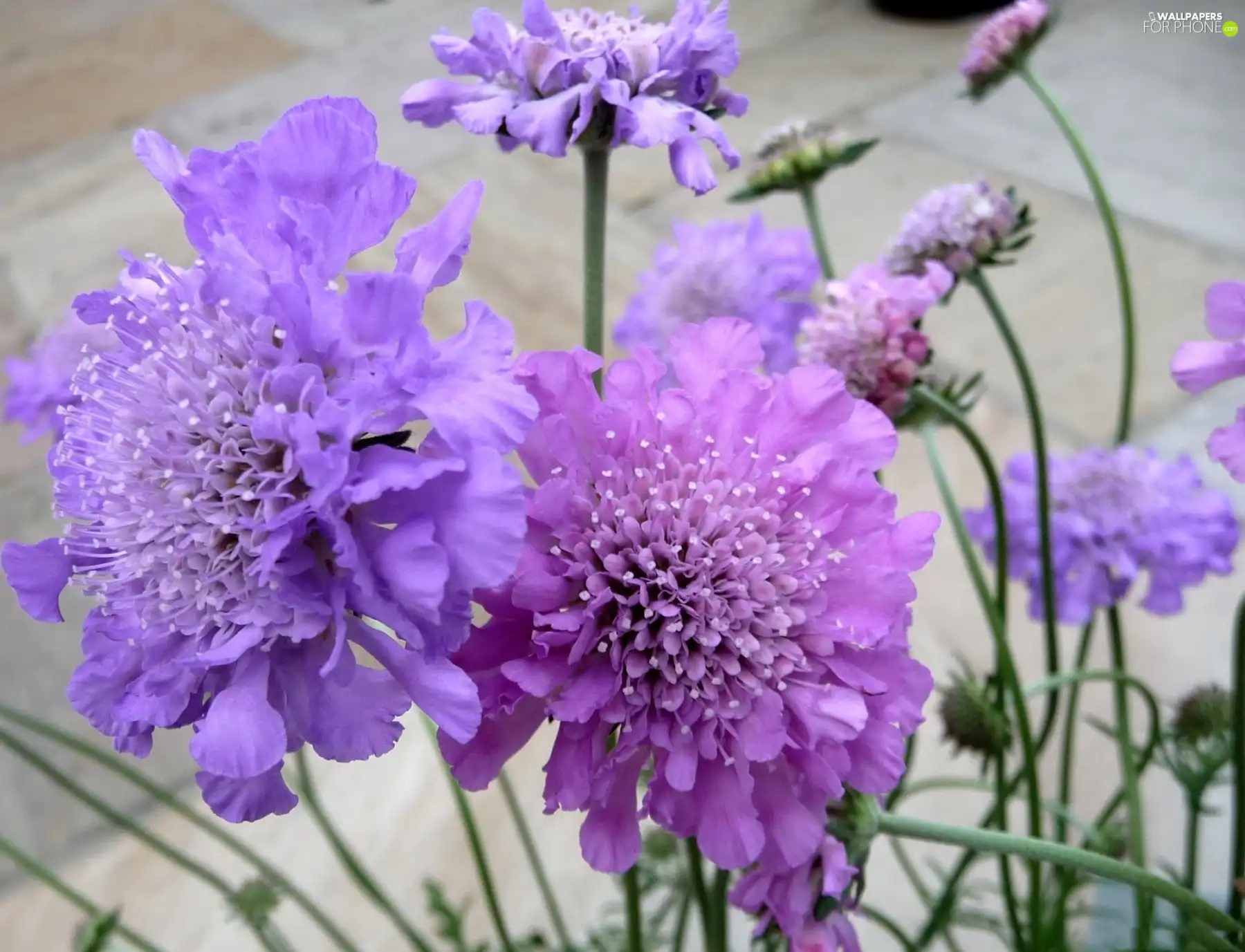 purple, stems, donuts, flowers