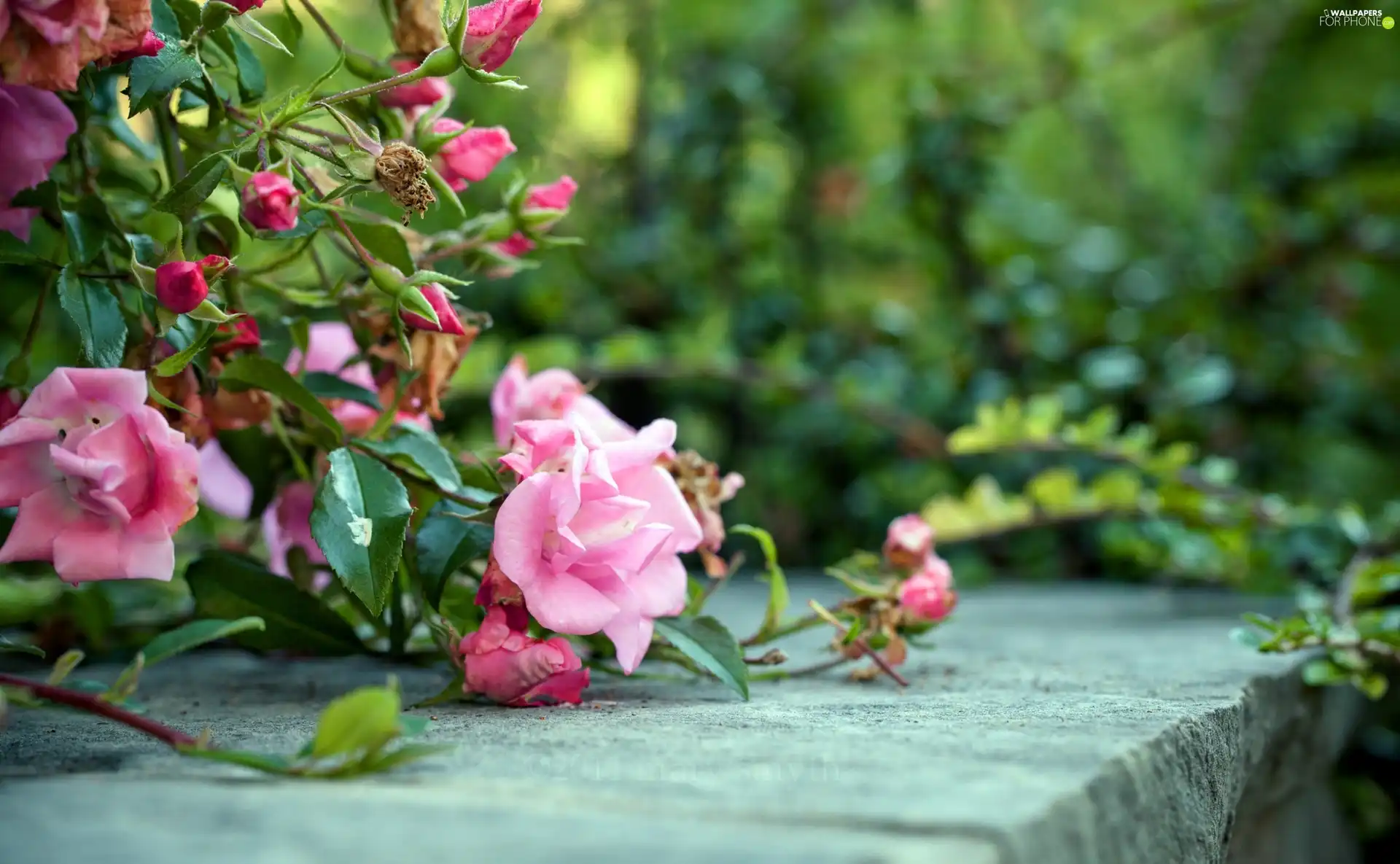 roses, donuts