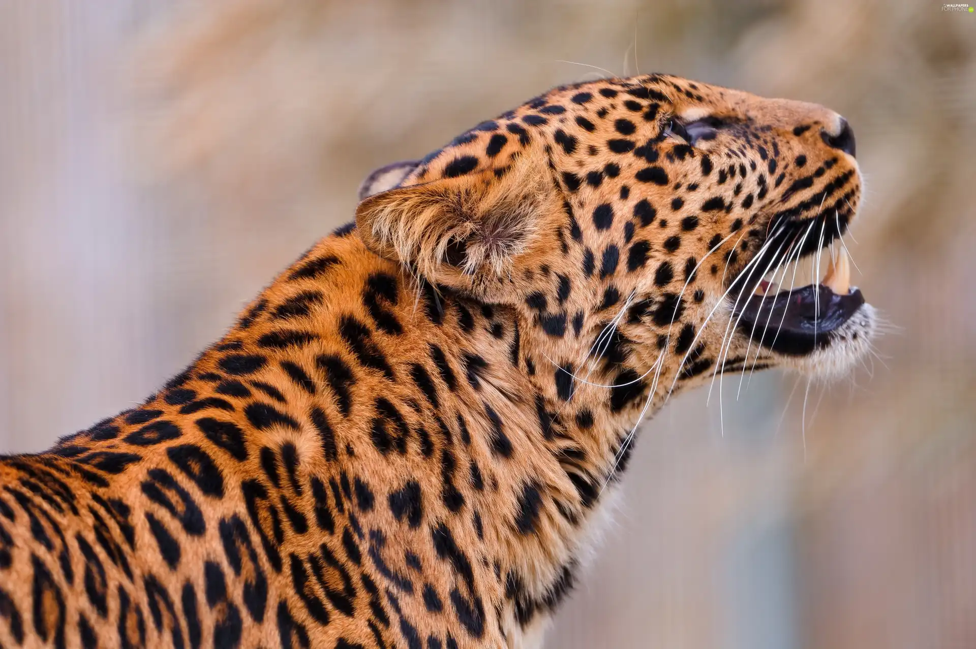 Drapieżnik, Growling, Panther