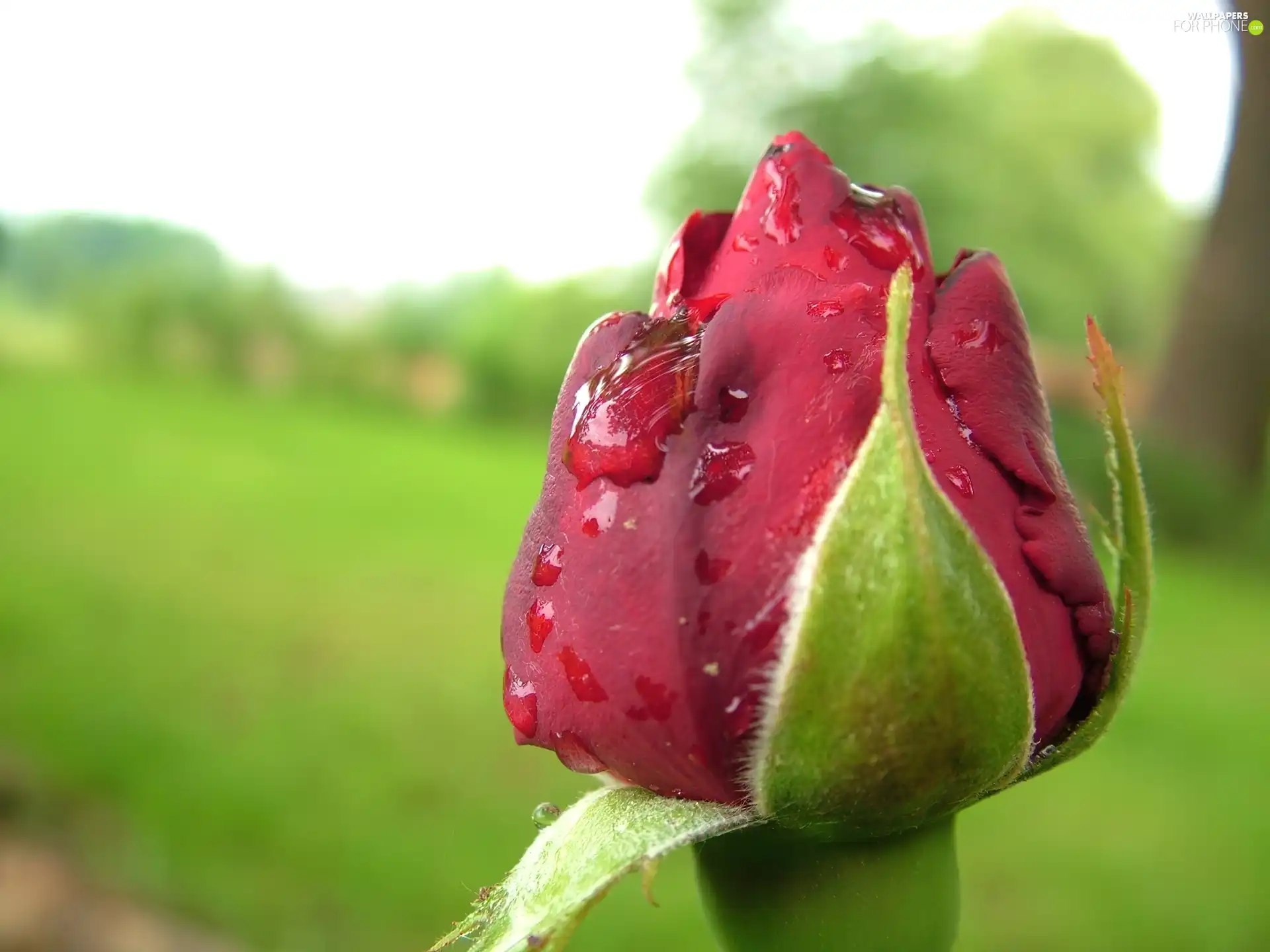 bud, rose, drop, red