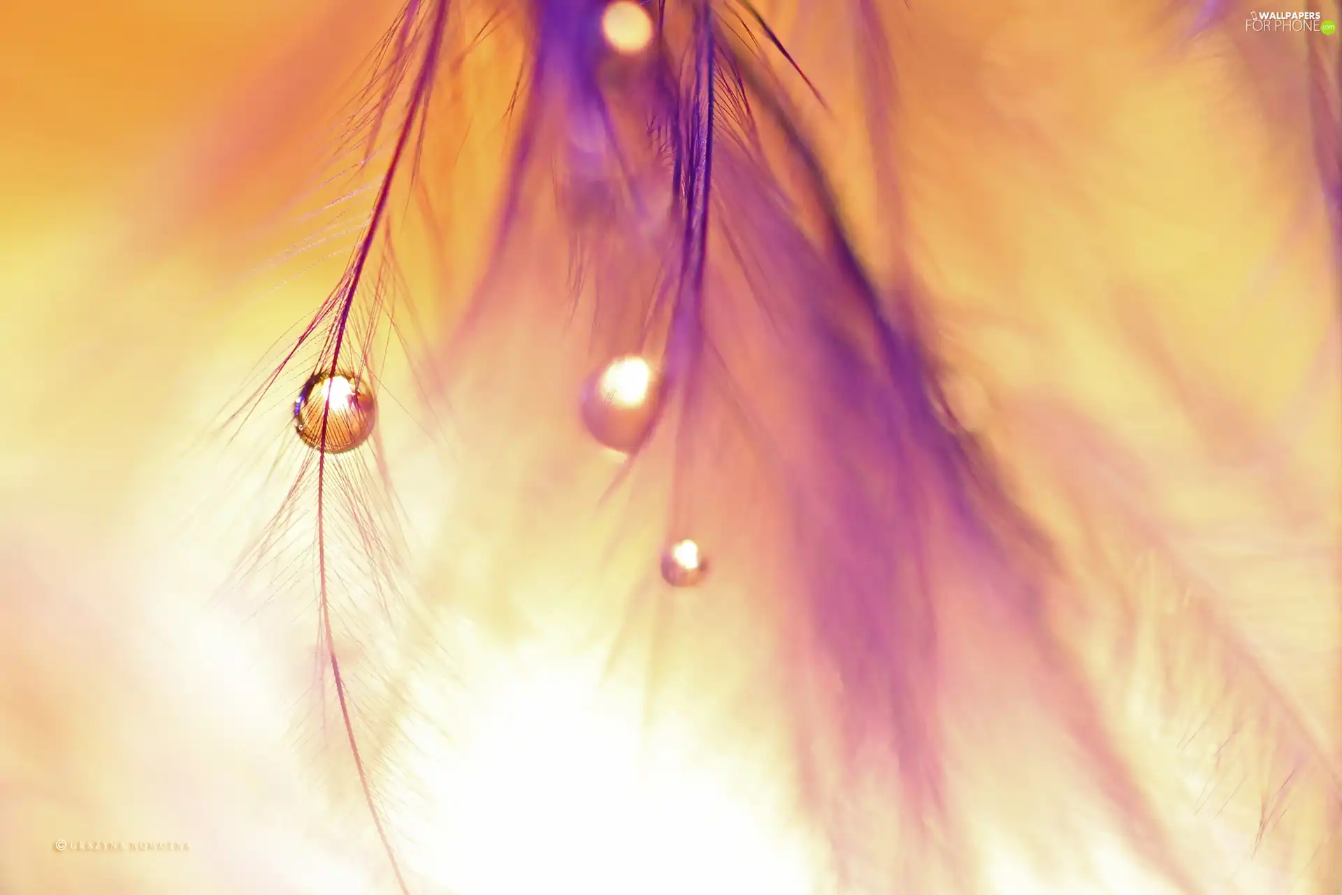 drop, Close, feather