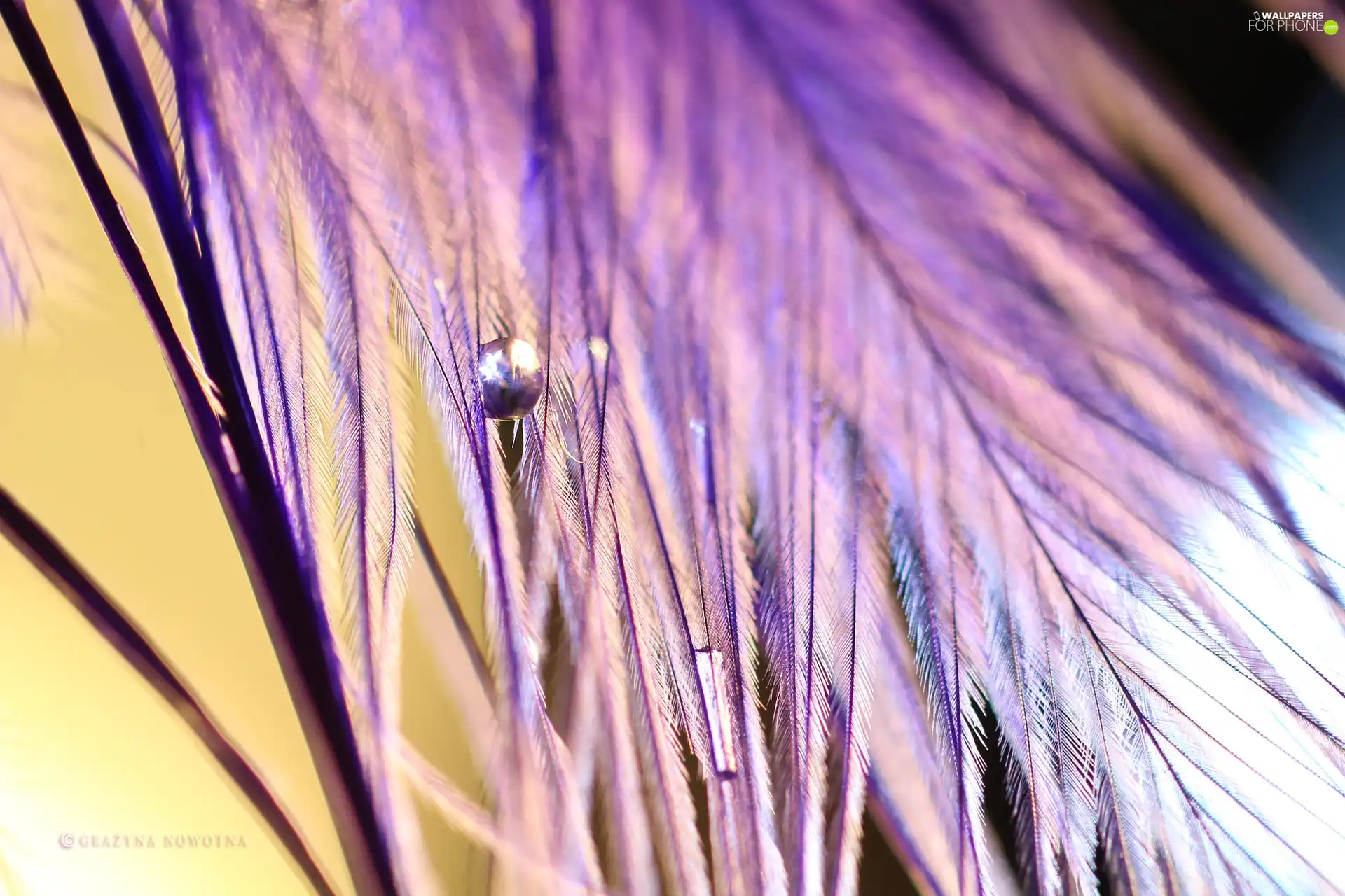 feather, drop