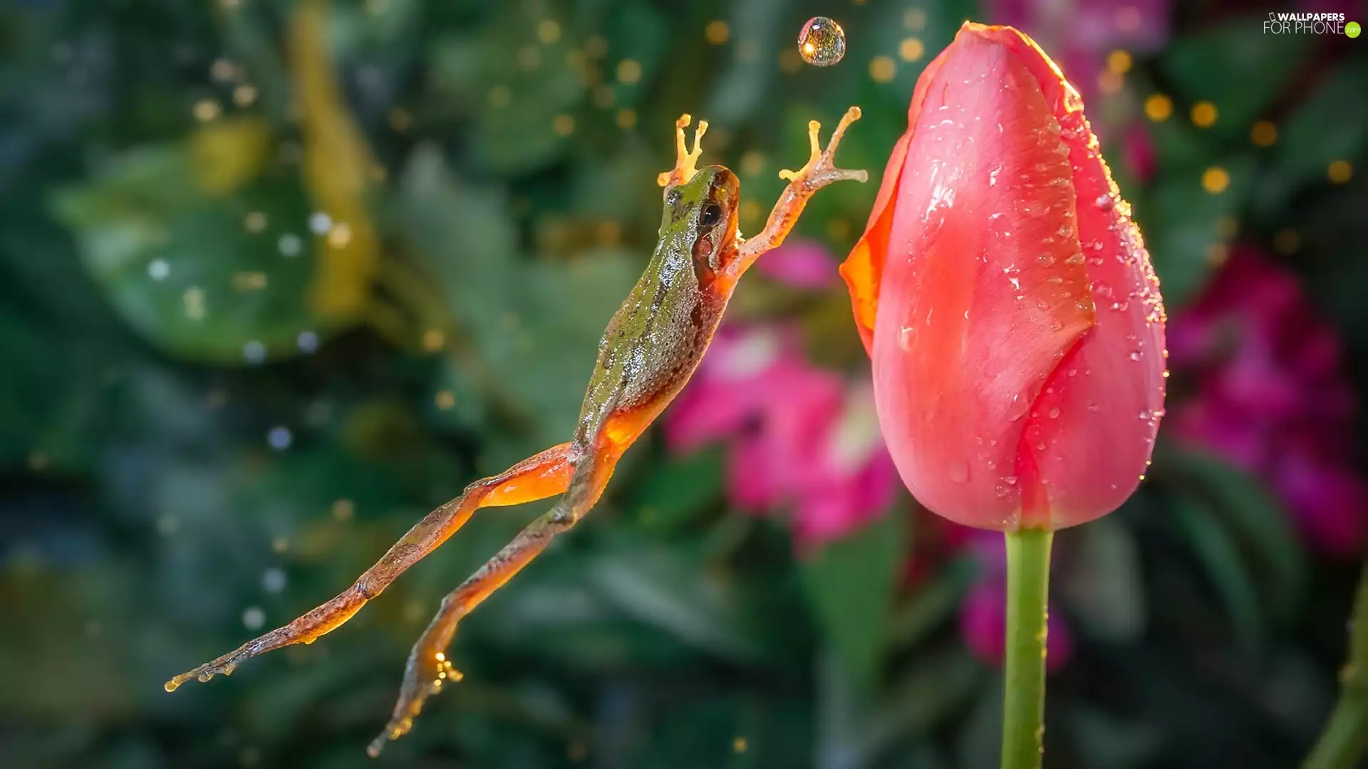 tulip, drop, water, strange frog
