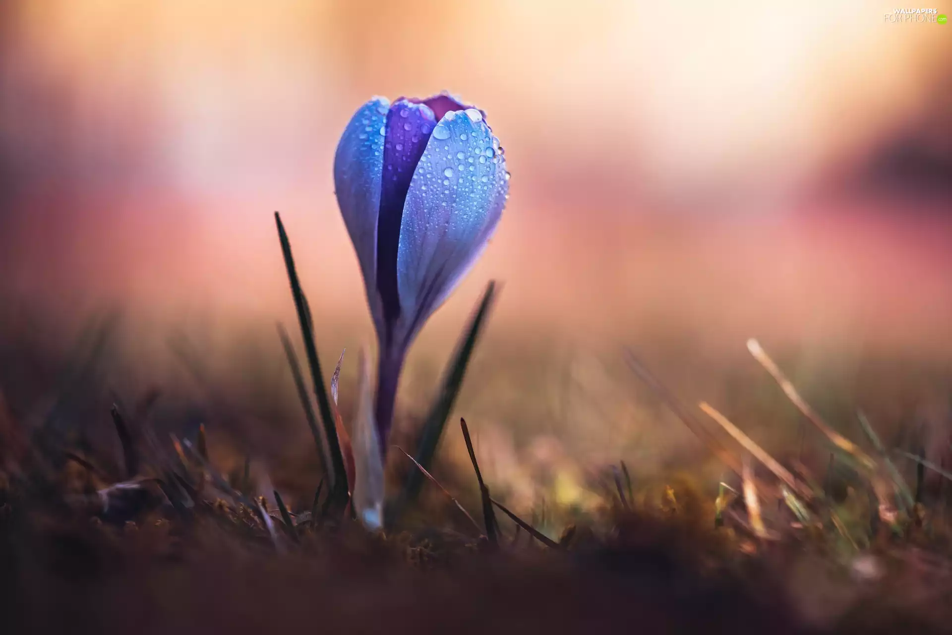 blurry background, crocus, drops